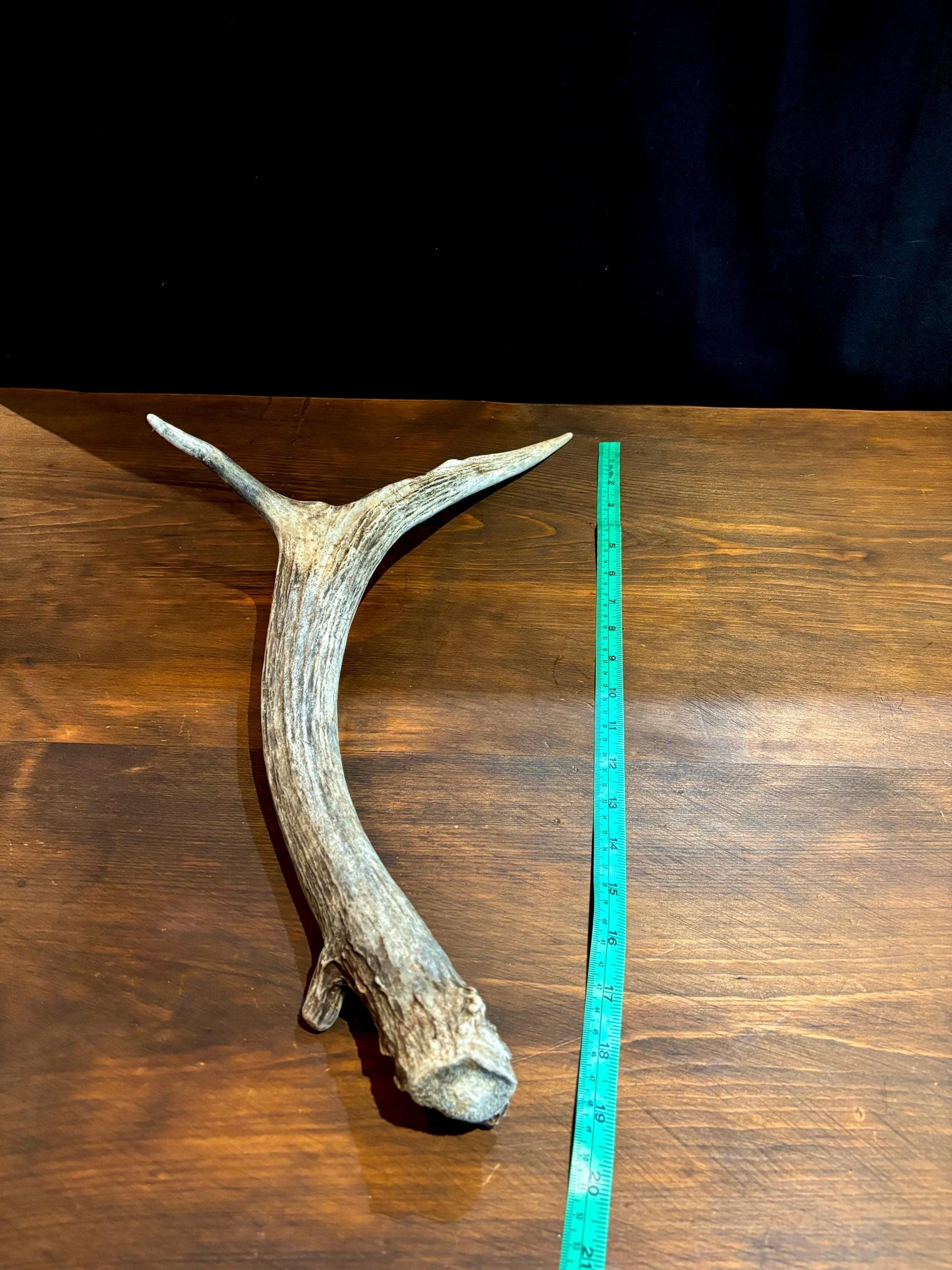 Small Elk Forked Antler. For Crafting, Decor and More!