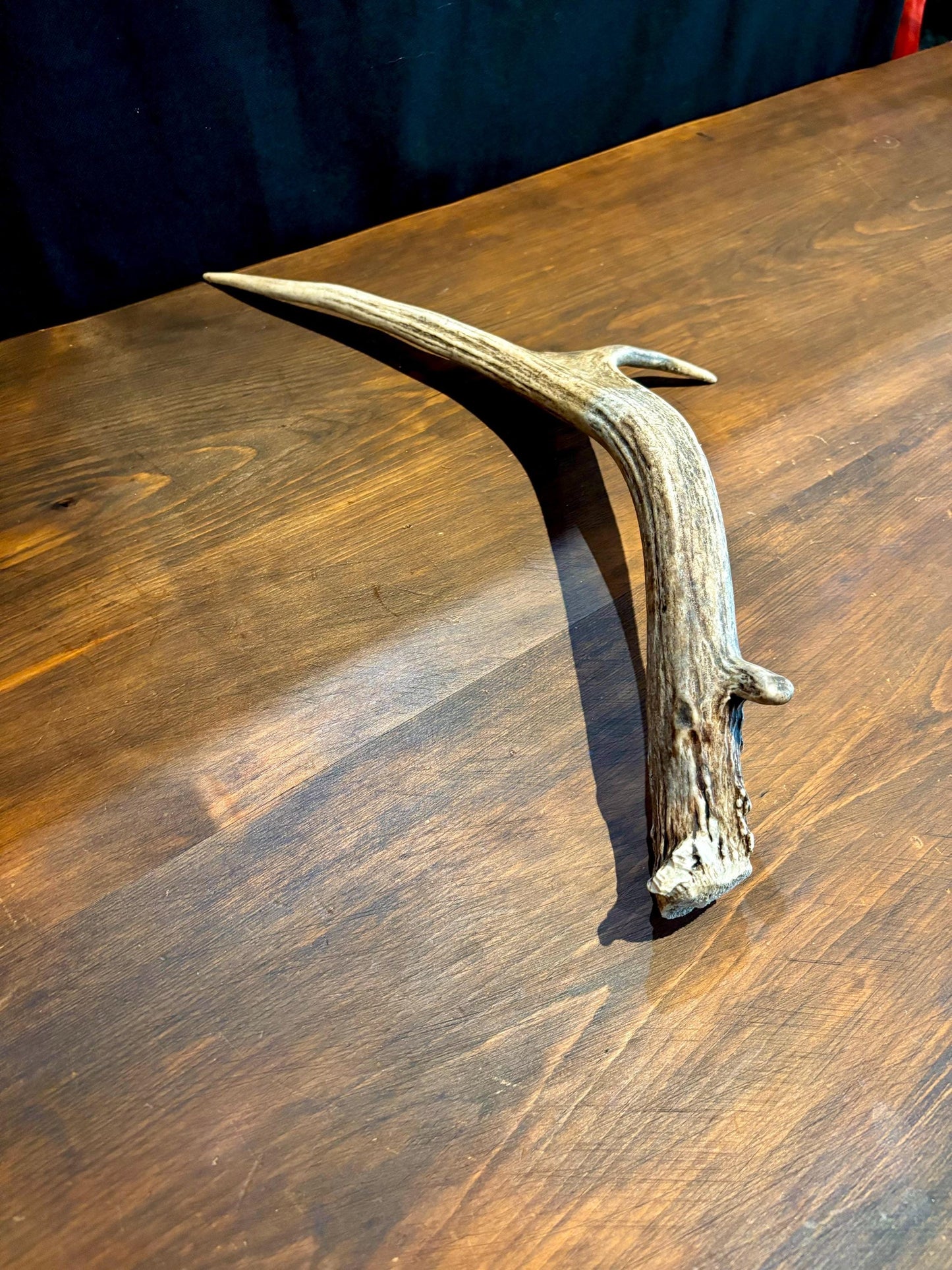 Small Elk Forked Antler. For Crafting, Decor and More!