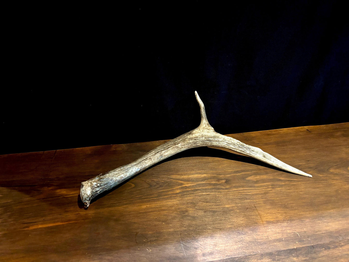 Small Elk Forked Antler. For Crafting, Decor and More!