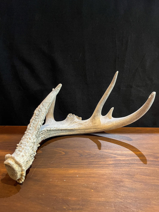 Deer Antler - Old White-tailed deer Antler. Weathered, Rustic Decor. Wild deer antler for decor, design, crafting and more