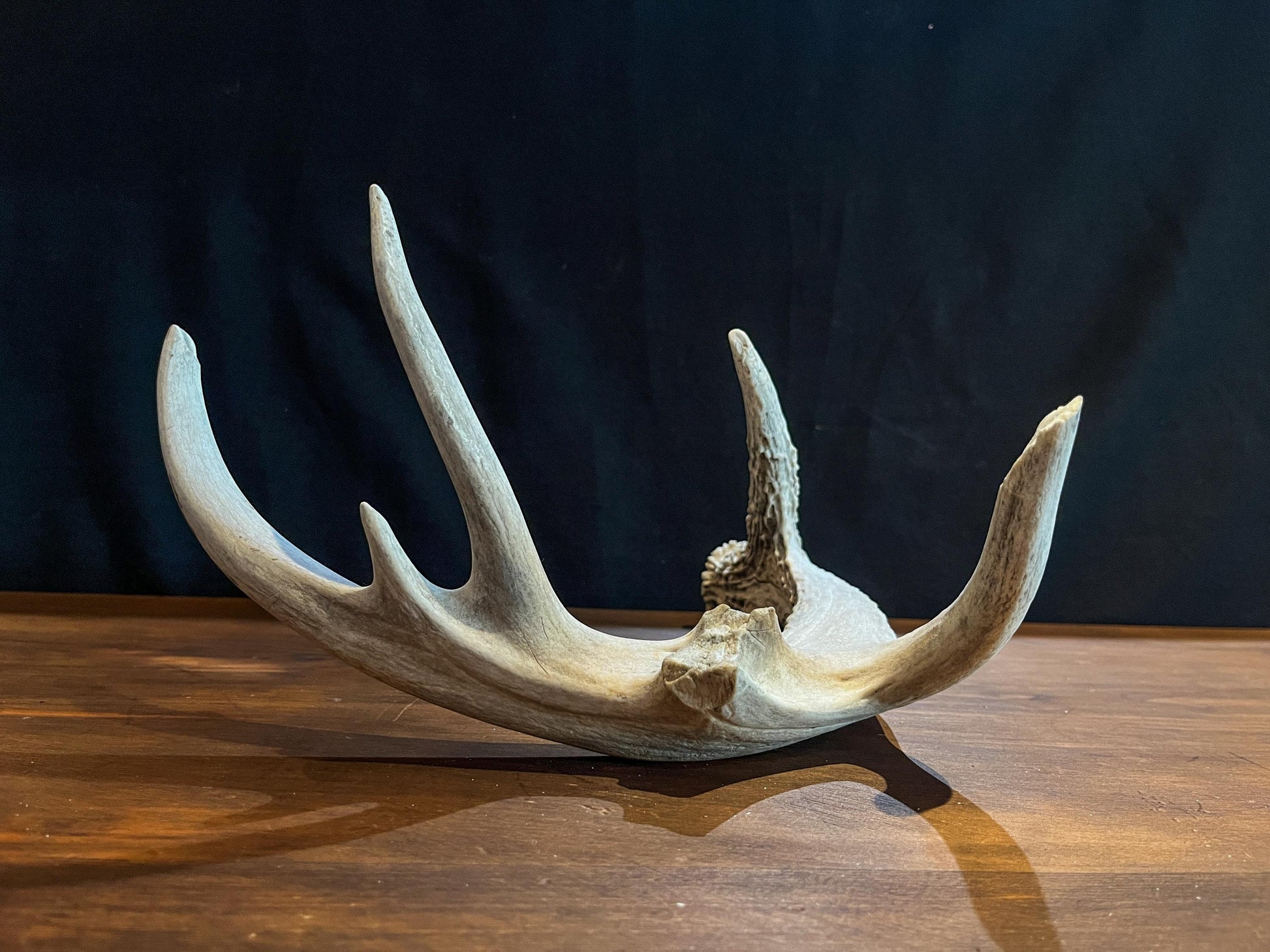 Deer Antler - Old White-tailed deer Antler. Weathered, Rustic Decor. Wild deer antler for decor, design, crafting and more