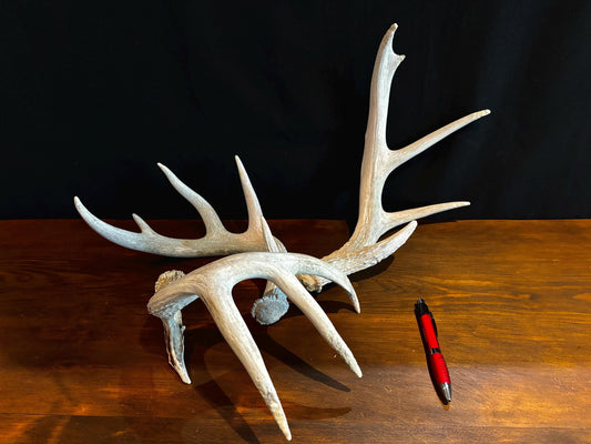 Deer Antlers (Poor Quality) - "Chalk Antlers". For Decorations, Crafting, and Much More