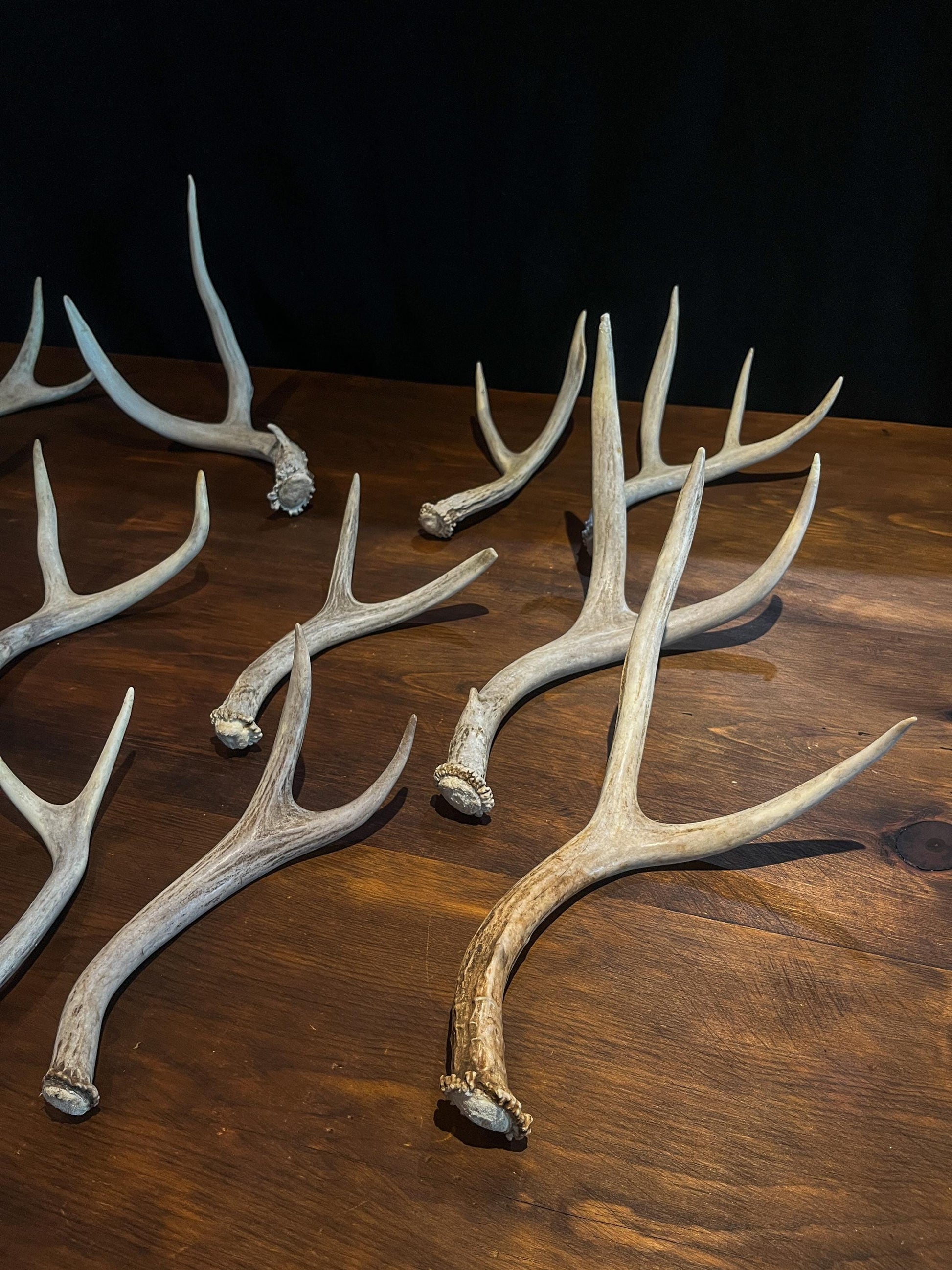 Small White-tail and Mule Deer Antlers. ANY SIZE. Crafting, Decorations and So Much More. Highest Quality, Naturally Shed