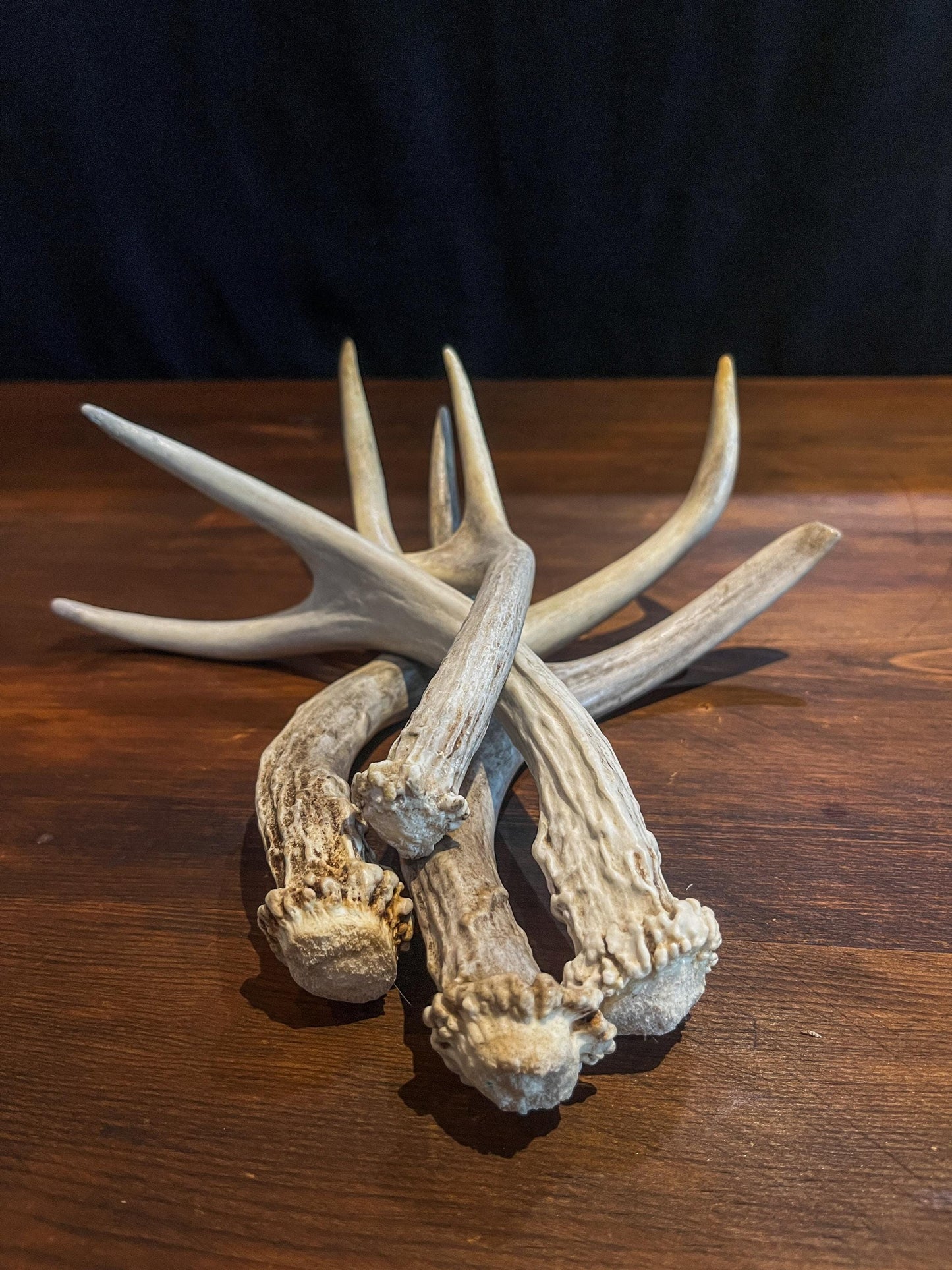 Small White-tail and Mule Deer Antlers. ANY SIZE. Crafting, Decorations and So Much More. Highest Quality, Naturally Shed