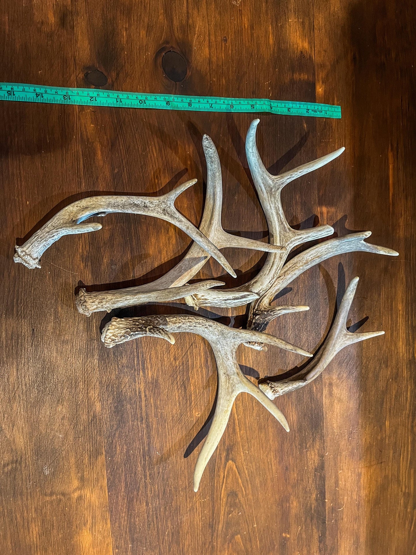 Small White-tail and Mule Deer Antlers. ANY SIZE. Crafting, Decorations and So Much More. Highest Quality, Naturally Shed