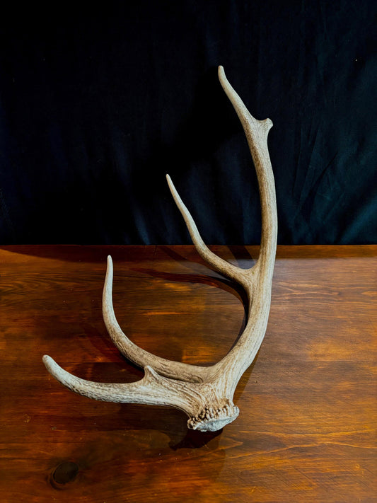 Elk Antler From A Wild Canadian Bull Elk. Crafting, Home Decor, and More.