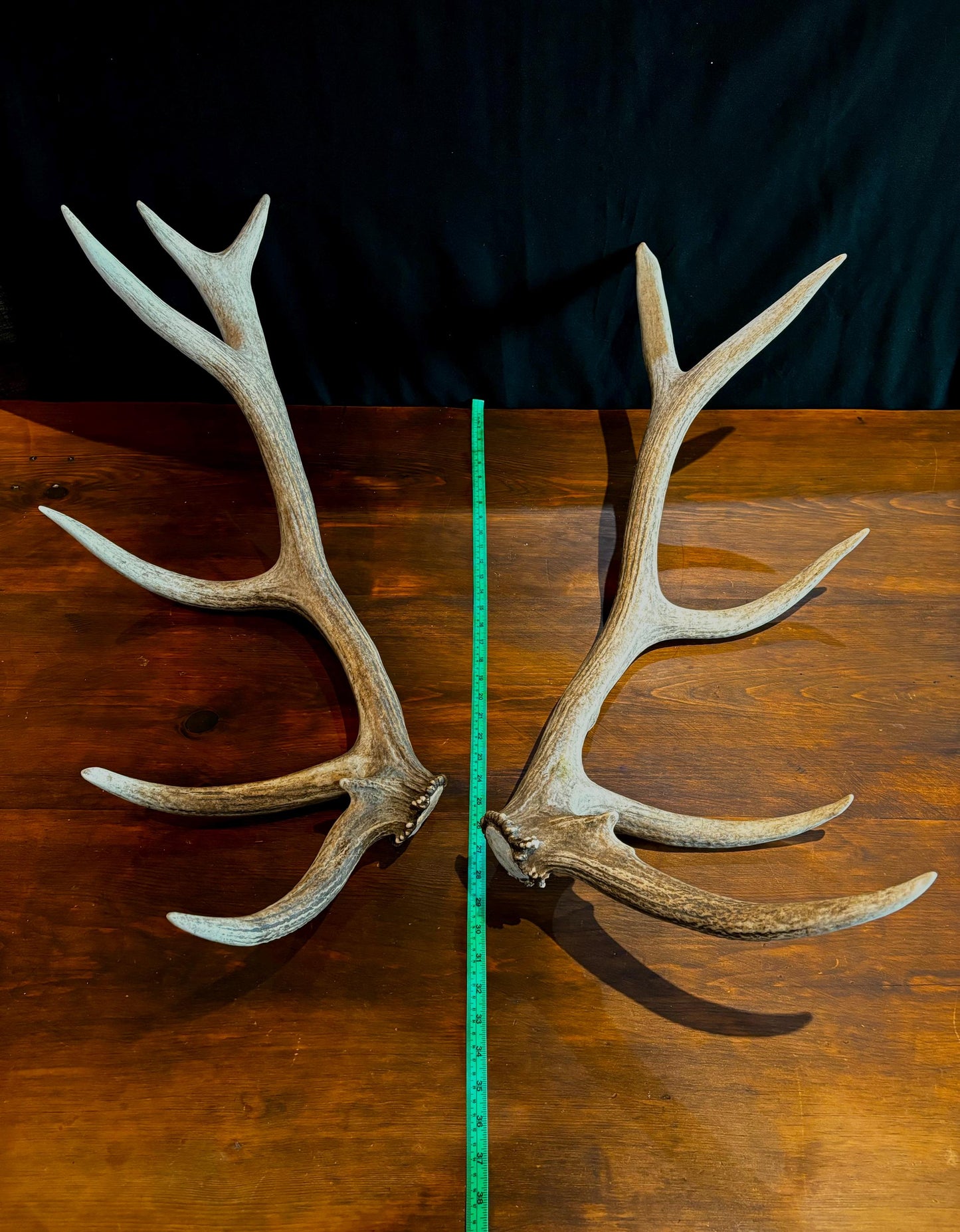 Canadian Bull Elk Antler Set! Decorations, Crafting, Collections, Table Centerpieces and more!