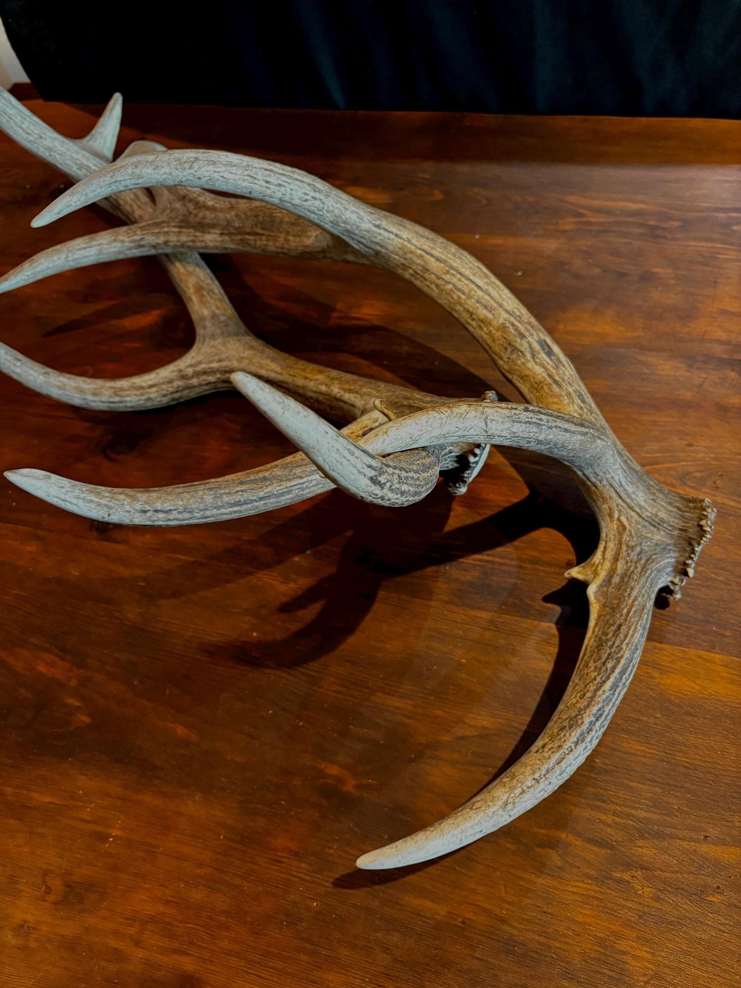 Canadian Bull Elk Antler Set! Decorations, Crafting, Collections, Table Centerpieces and more!