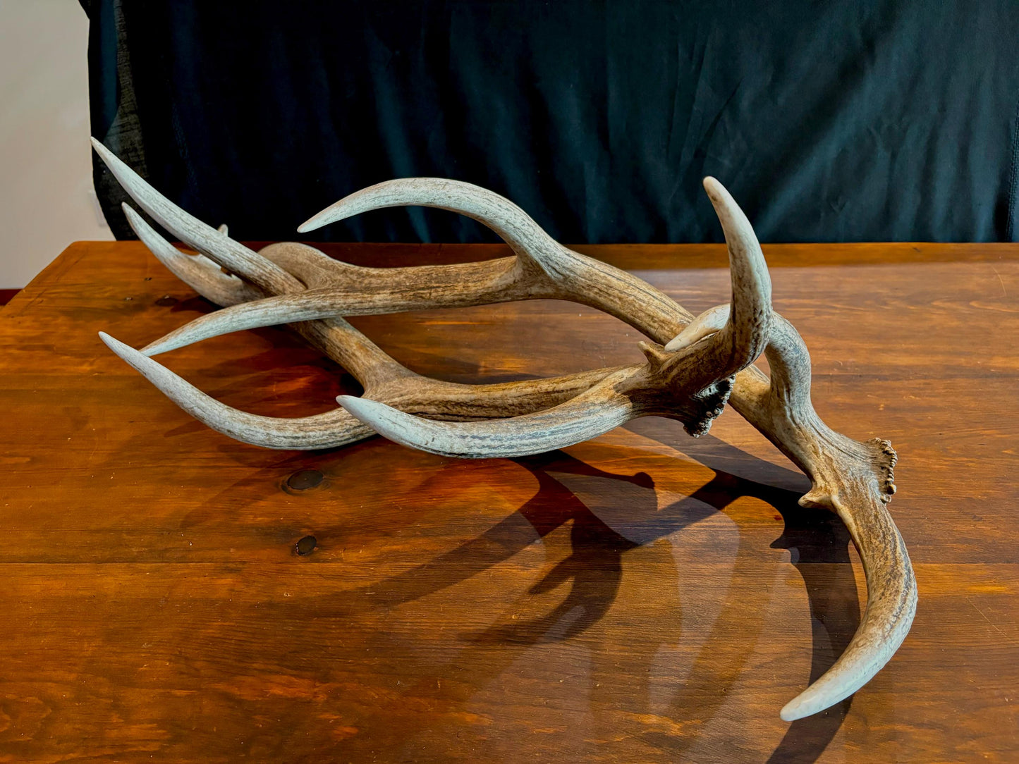 Canadian Bull Elk Antler Set! Decorations, Crafting, Collections, Table Centerpieces and more!