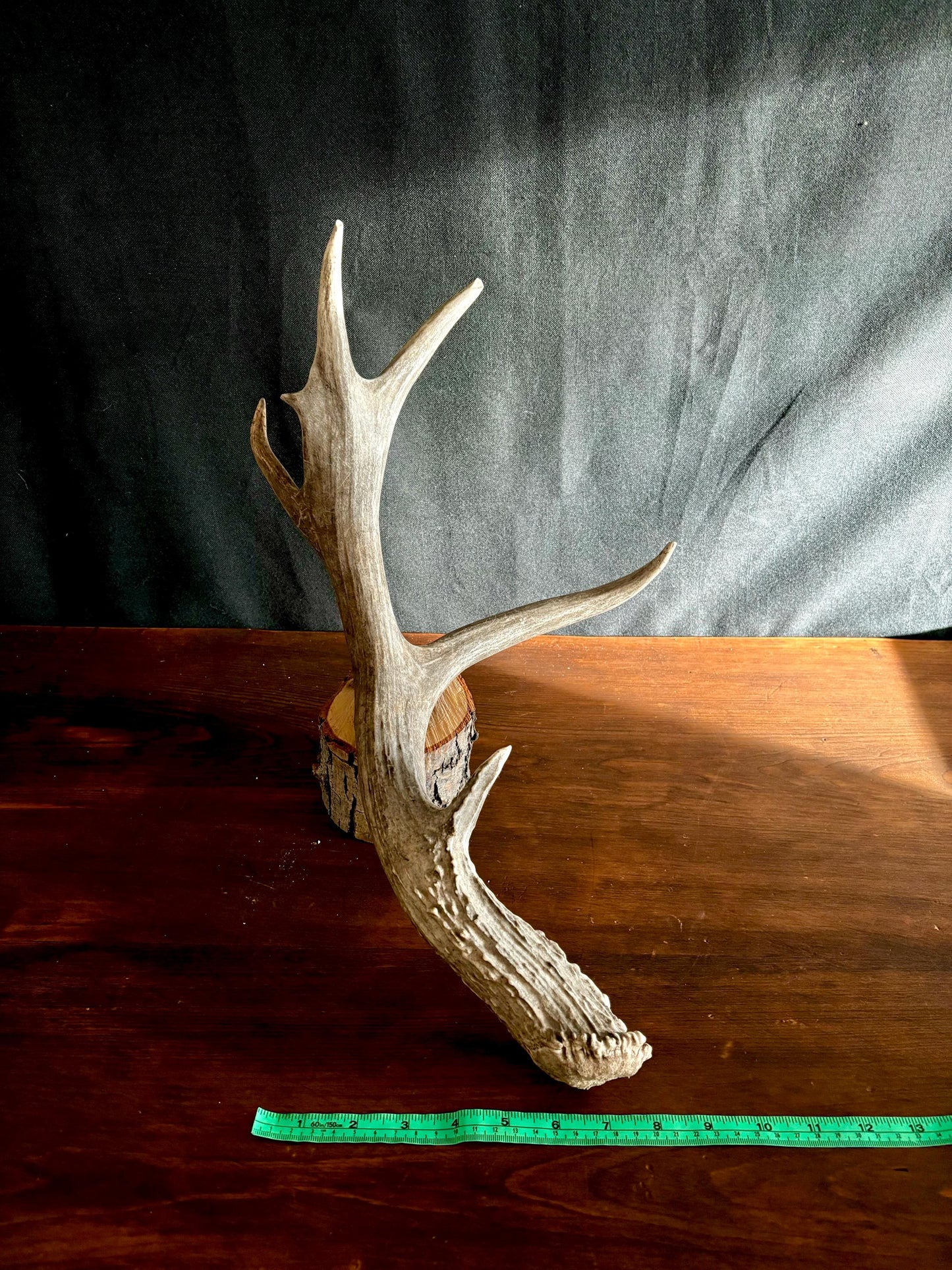 Deer Antler - Large Mule deer Antler. Horns/antlers. Crafting, Decor and More