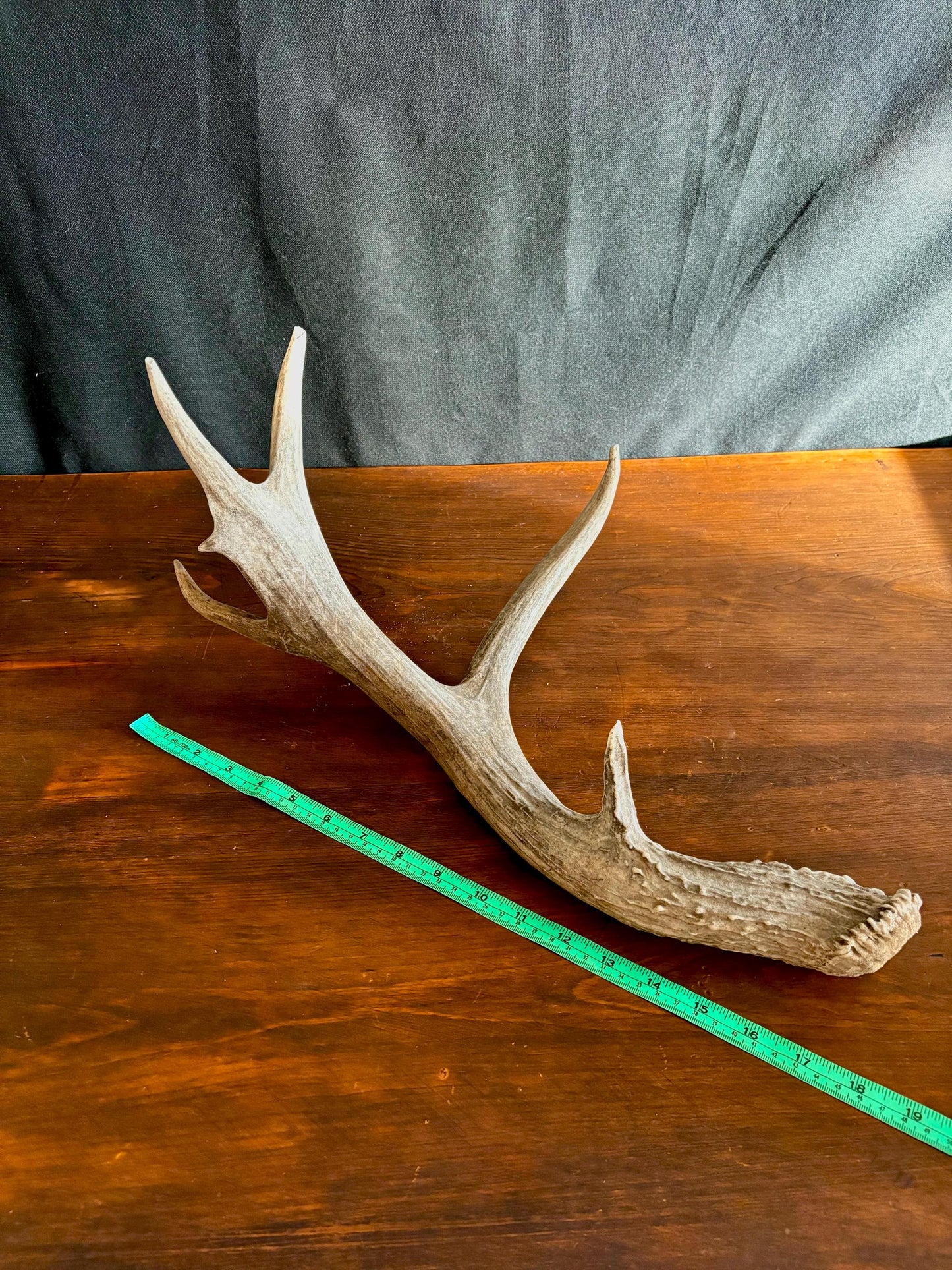 Deer Antler - Large Mule deer Antler. Horns/antlers. Crafting, Decor and More