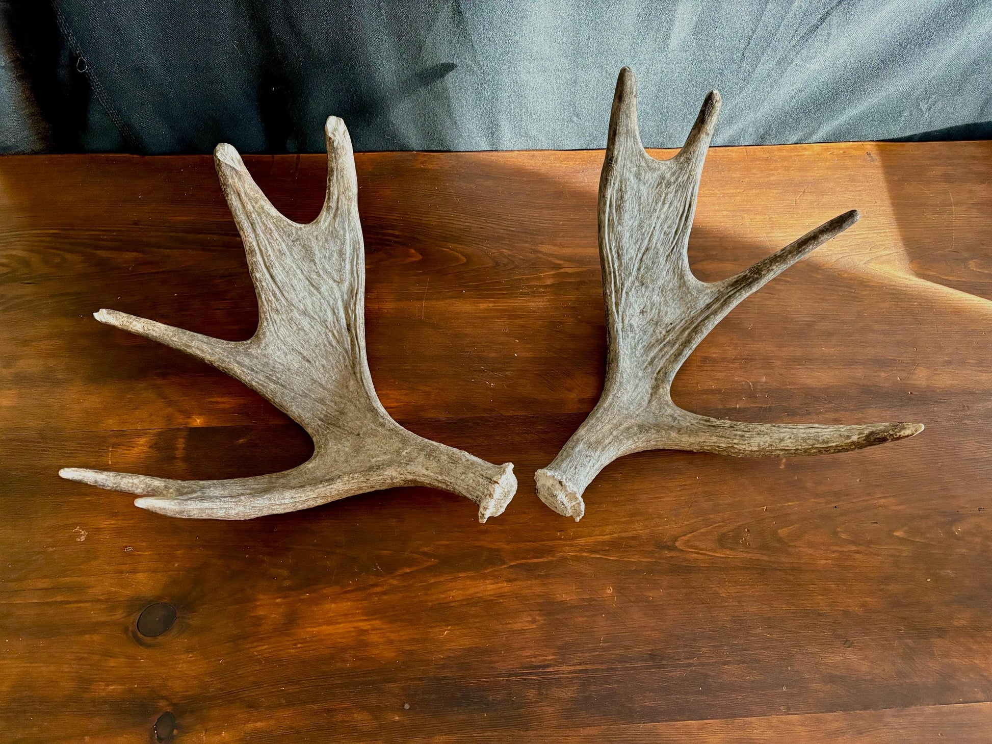 Moose Antler Pair. Medium Sized Canadian Moose Antlers - for Crafting, Decor and More