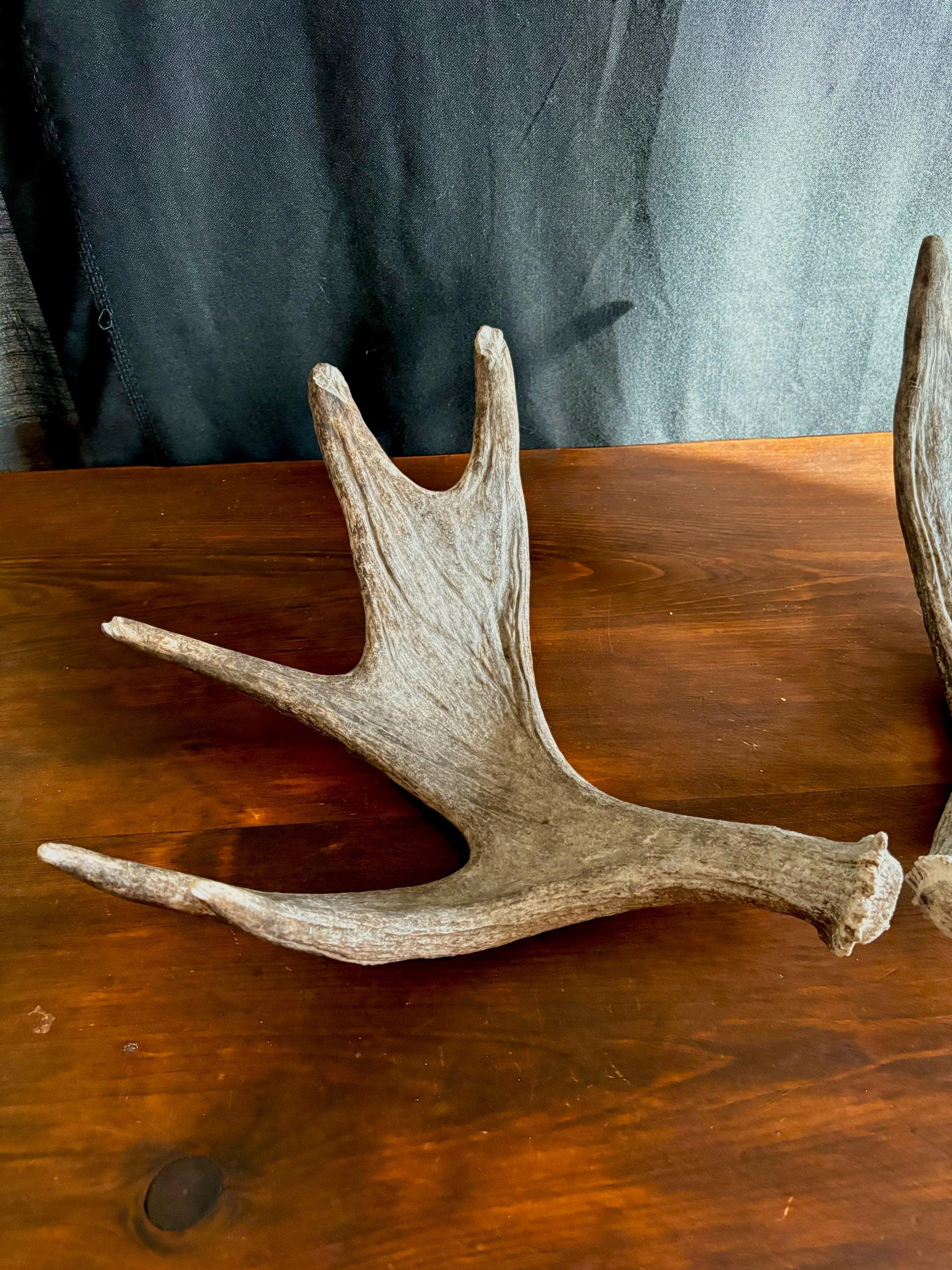 Moose Antler Pair. Medium Sized Canadian Moose Antlers - for Crafting, Decor and More