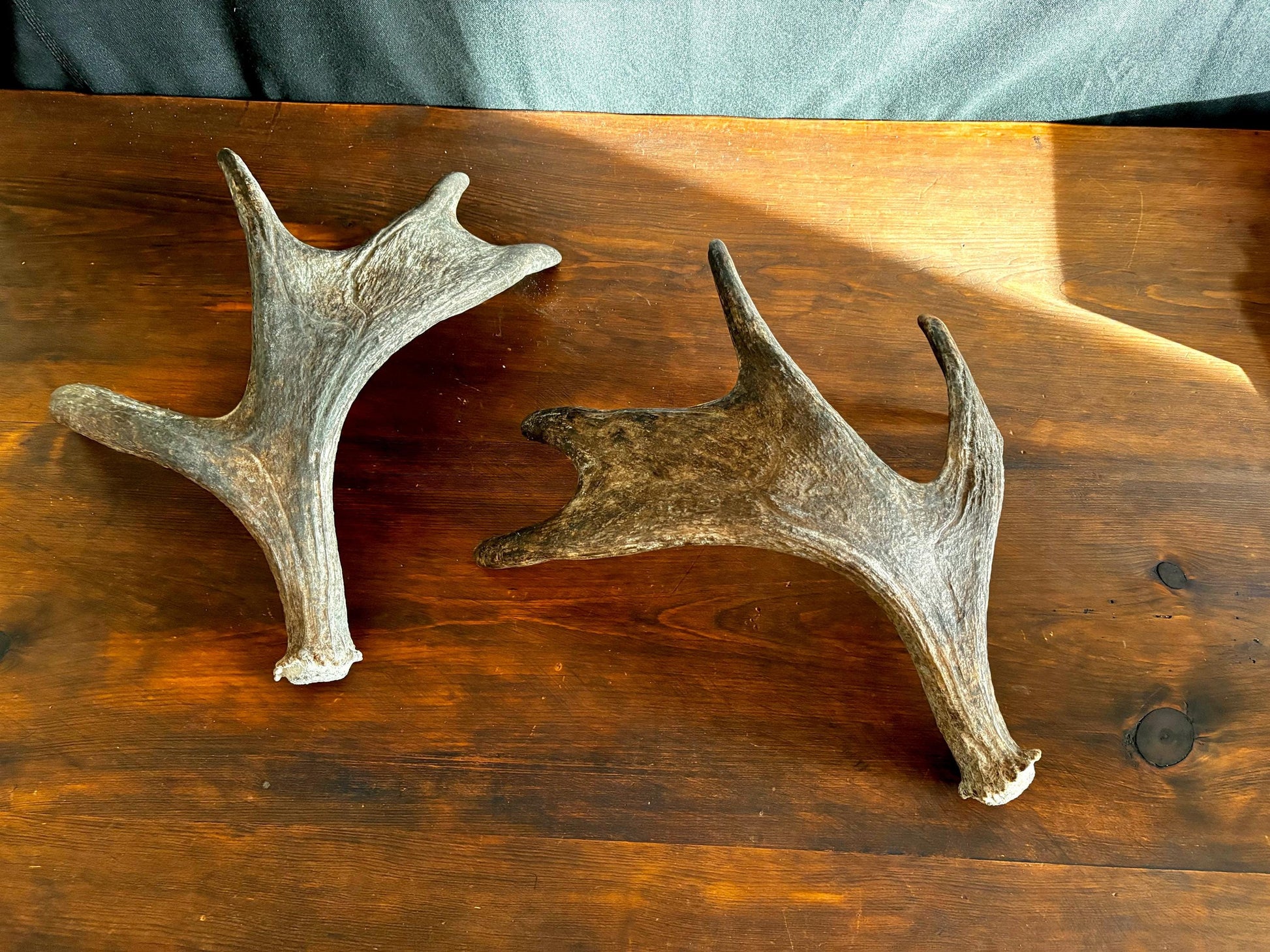 Moose Antler Pair. Medium Sized Canadian Moose Antlers - for Crafting, Decor and More