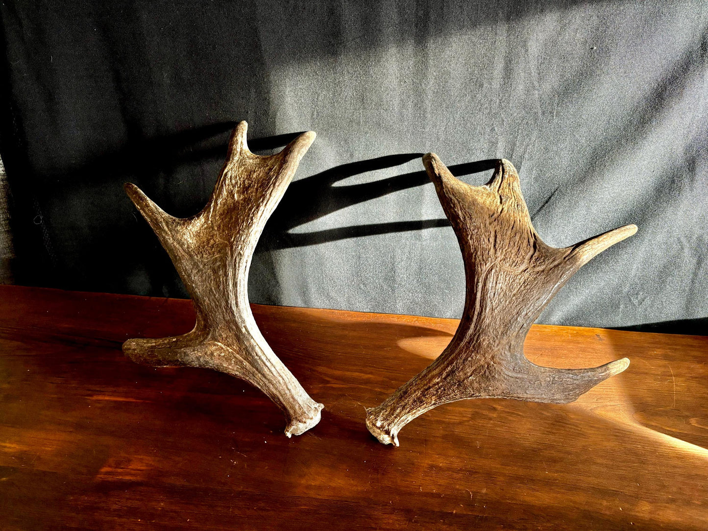 Moose Antler Pair. Medium Sized Canadian Moose Antlers - for Crafting, Decor and More