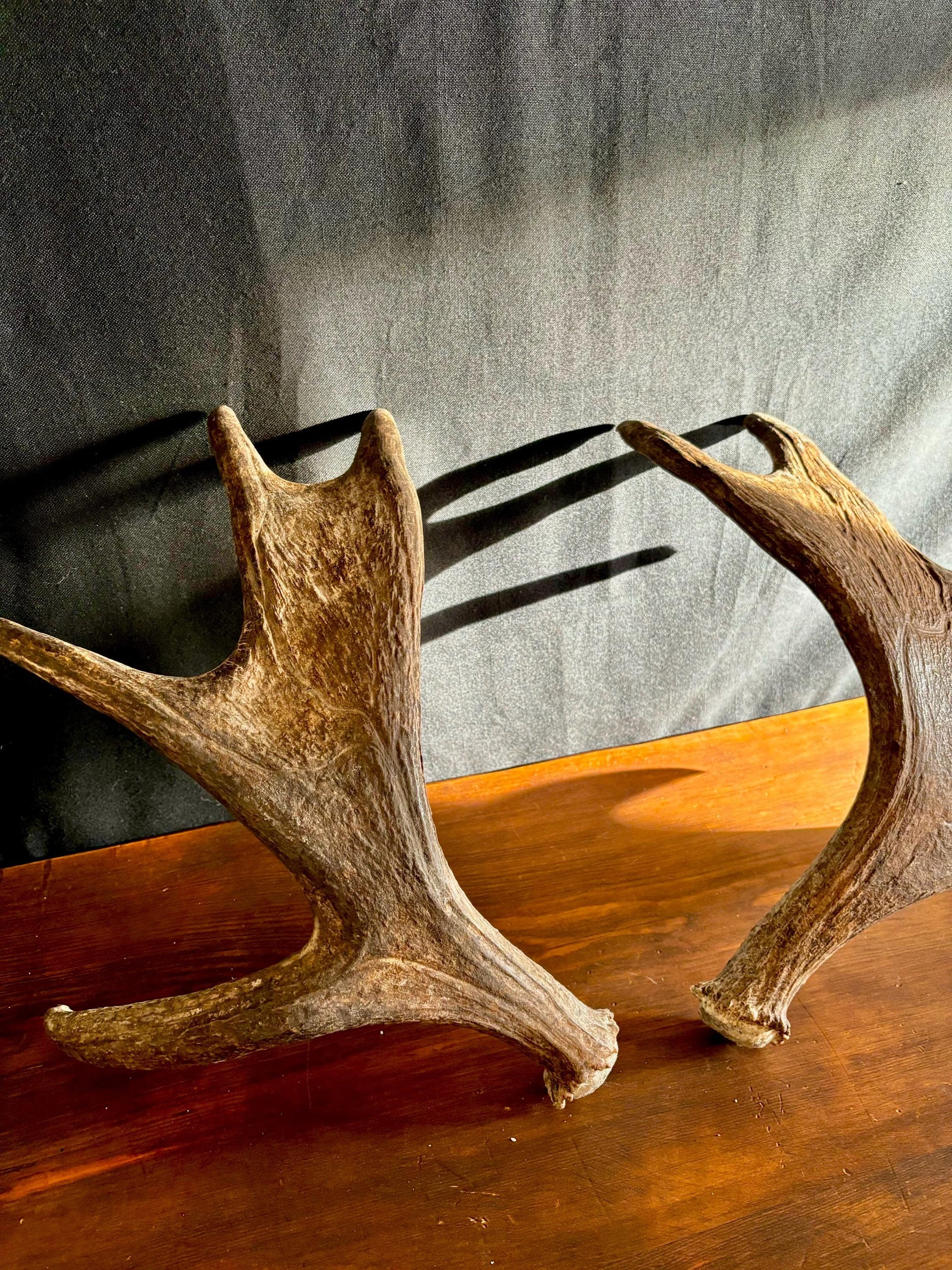 Moose Antler Pair. Medium Sized Canadian Moose Antlers - for Crafting, Decor and More