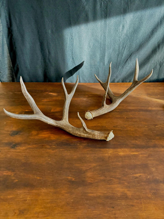 Classic Mule deer Antler Set! Northern Canada Deer Antlers/Horns! For Crafting, Decor and Much More!