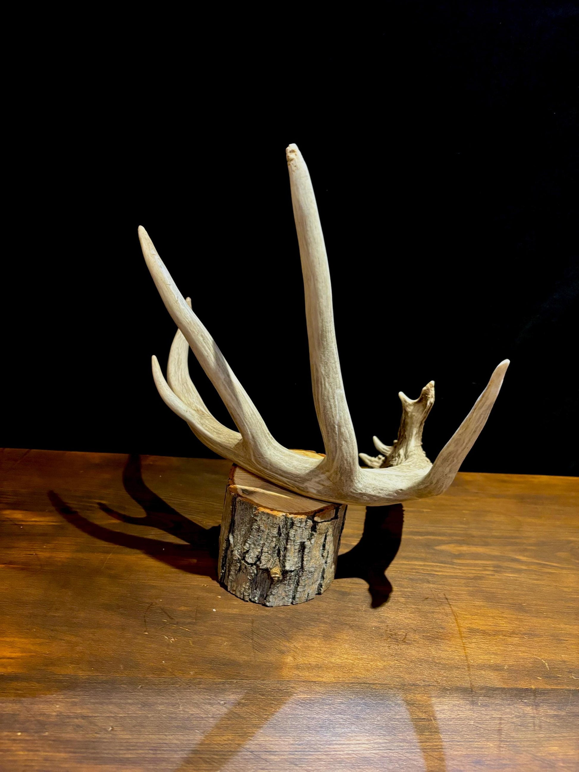 White-tailed deer Antler - Classic Typical White-tailed Antler. Large - for decor, design, crafting and more