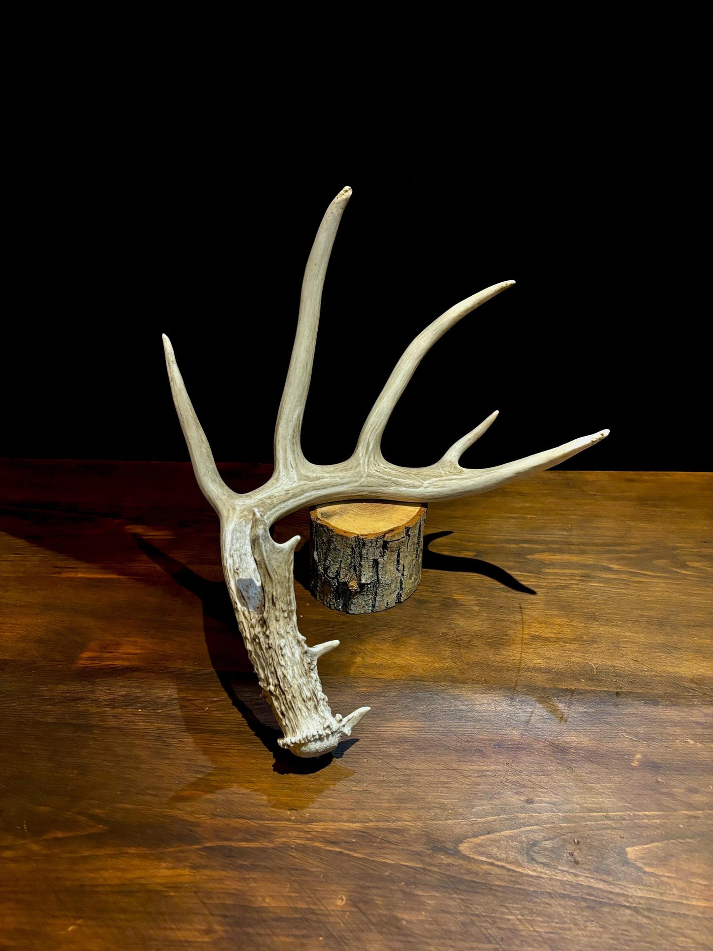 White-tailed deer Antler - Classic Typical White-tailed Antler. Large - for decor, design, crafting and more