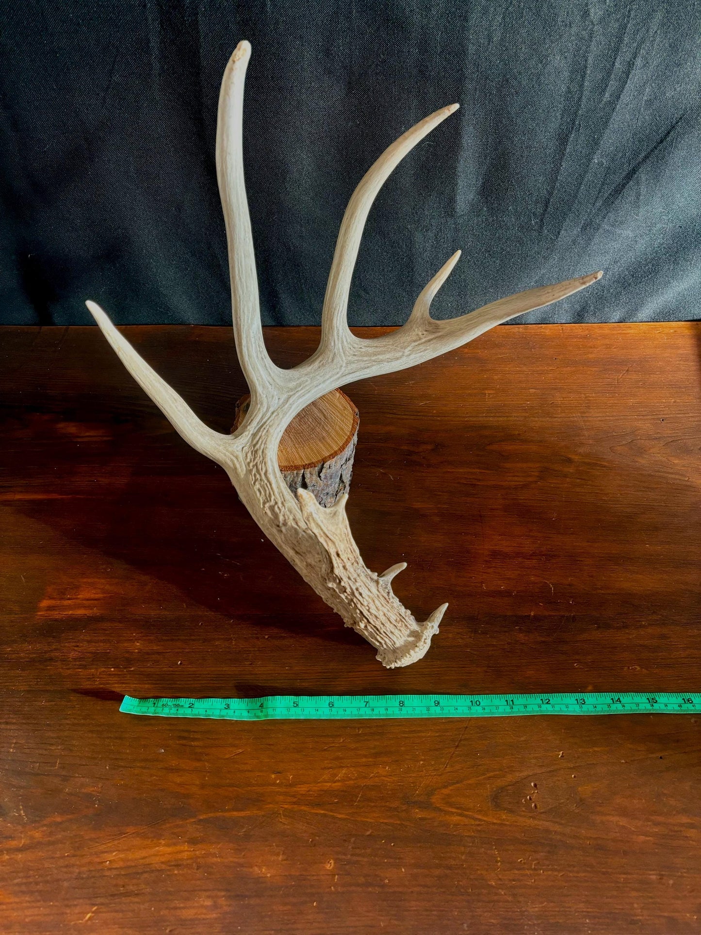 White-tailed deer Antler - Classic Typical White-tailed Antler. Large - for decor, design, crafting and more