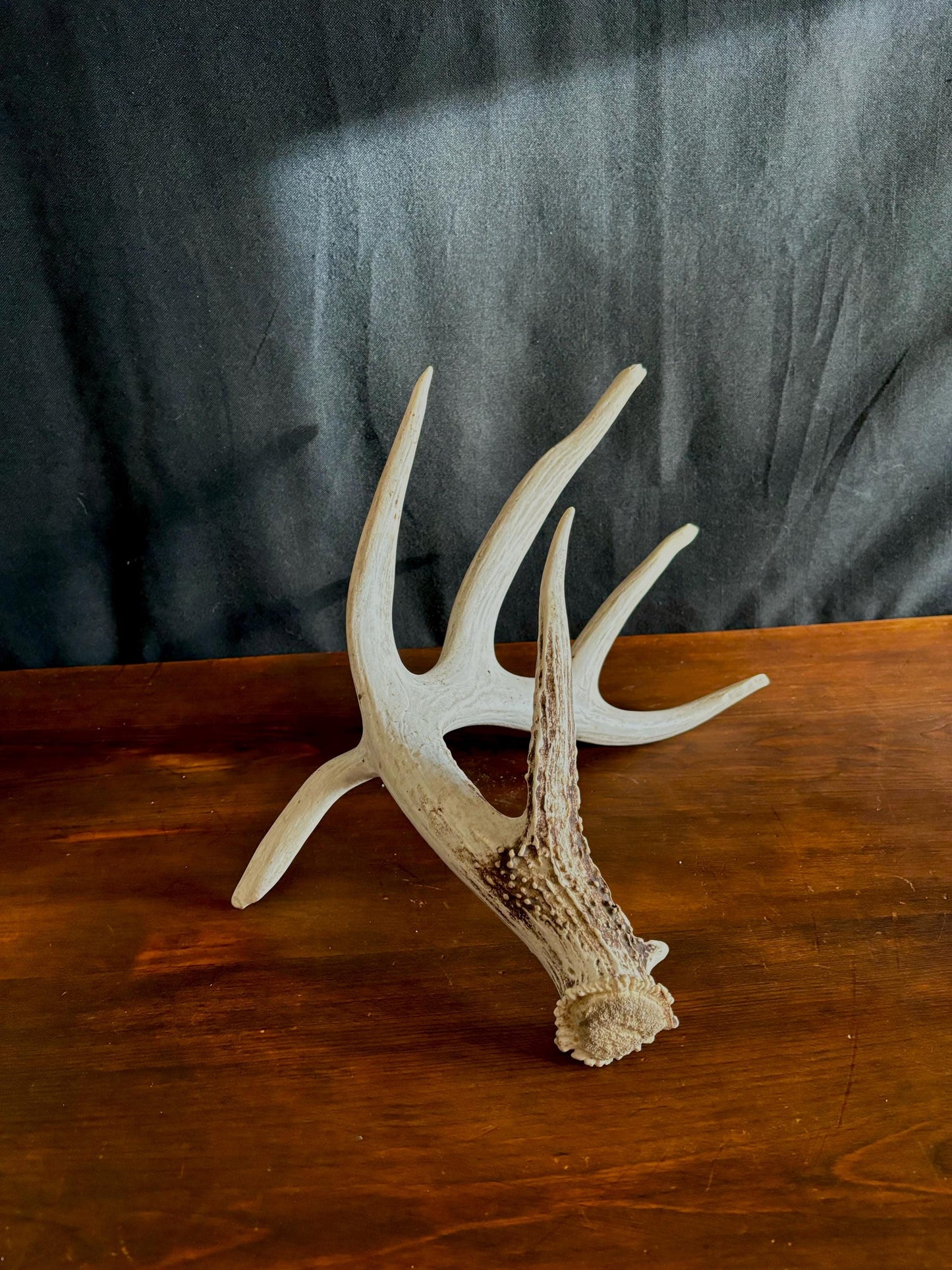 Wild Droptine White-tailed deer Antler. Large deer antler for decor, design, crafting and more!