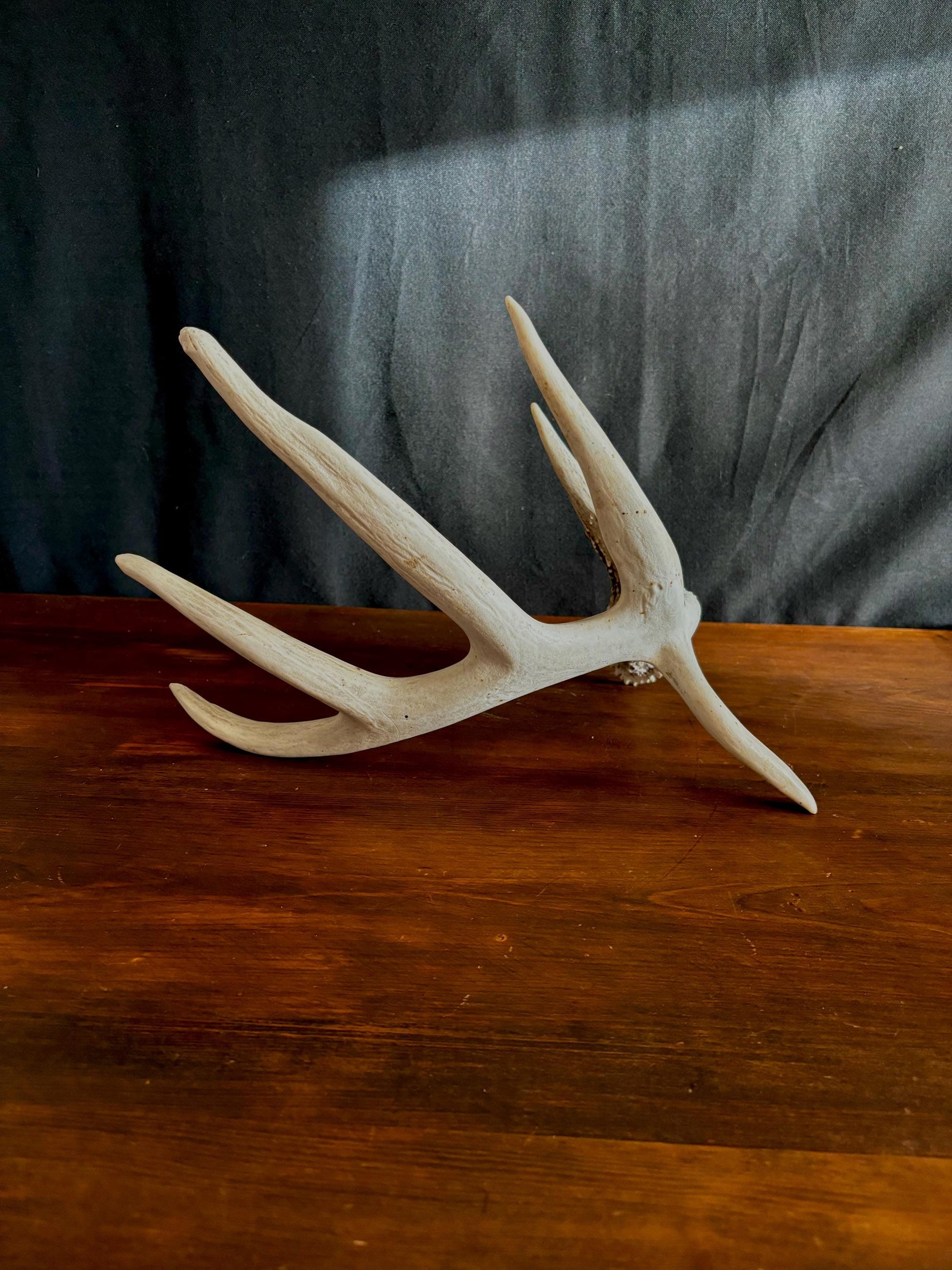 Wild Droptine White-tailed deer Antler. Large deer antler for decor, design, crafting and more!