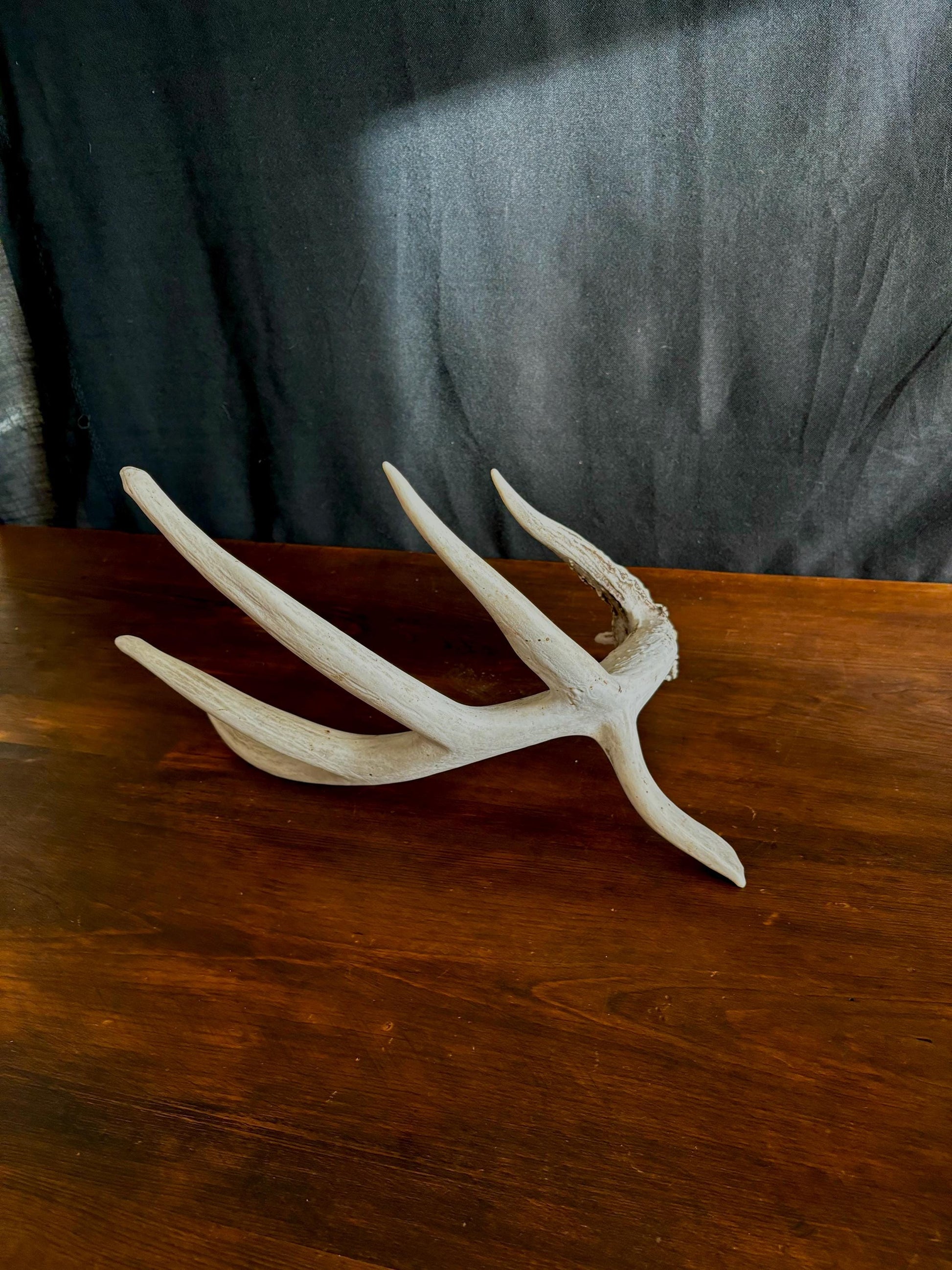 Wild Droptine White-tailed deer Antler. Large deer antler for decor, design, crafting and more!