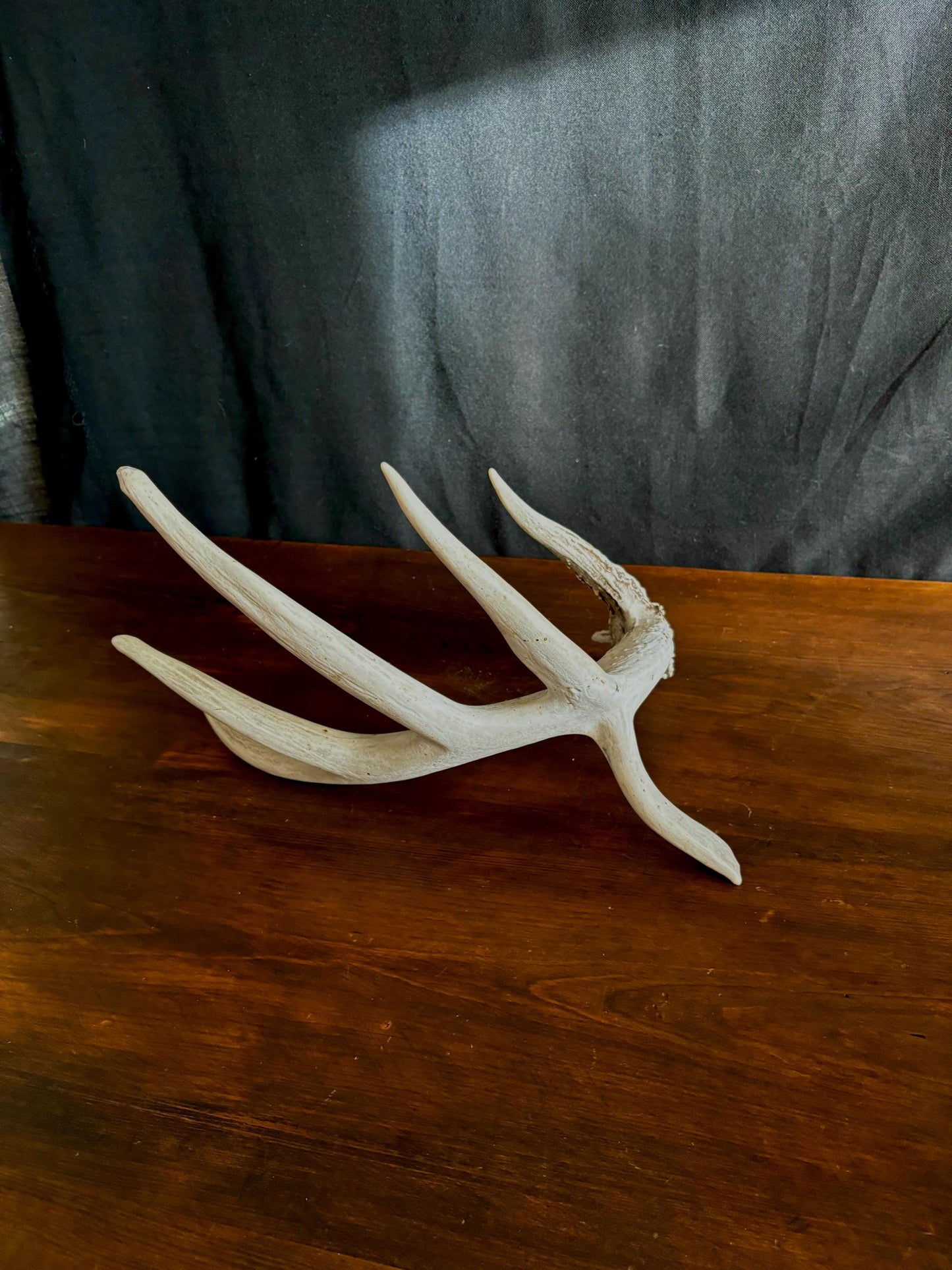 Wild Droptine White-tailed deer Antler. Large deer antler for decor, design, crafting and more!