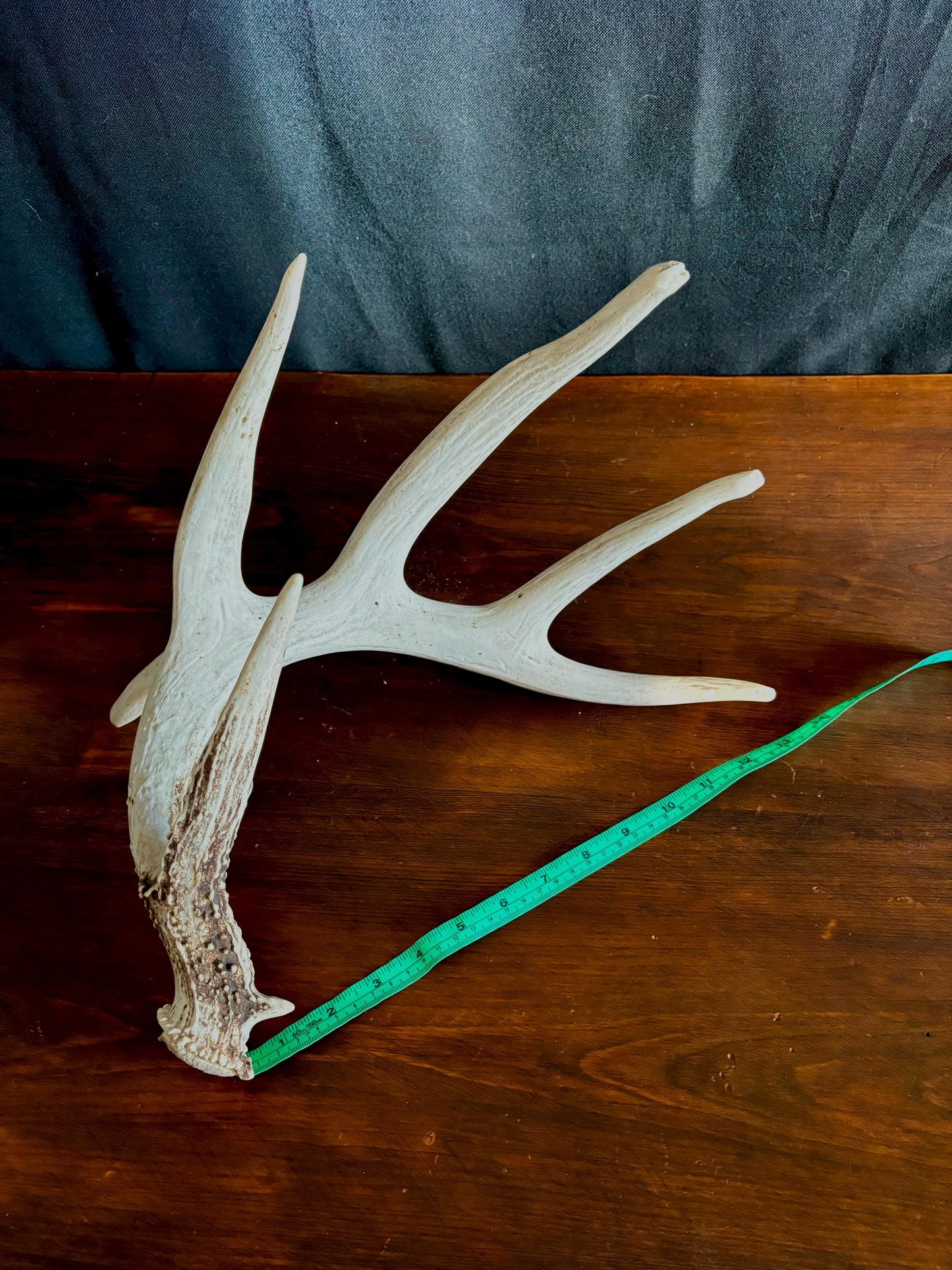 Wild Droptine White-tailed deer Antler. Large deer antler for decor, design, crafting and more!