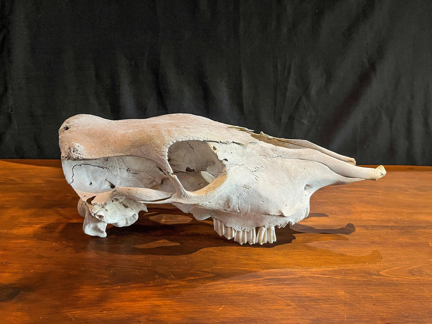 Real Cow Skull from Farm Field. Old, Clean Skull from Cattle Farm.