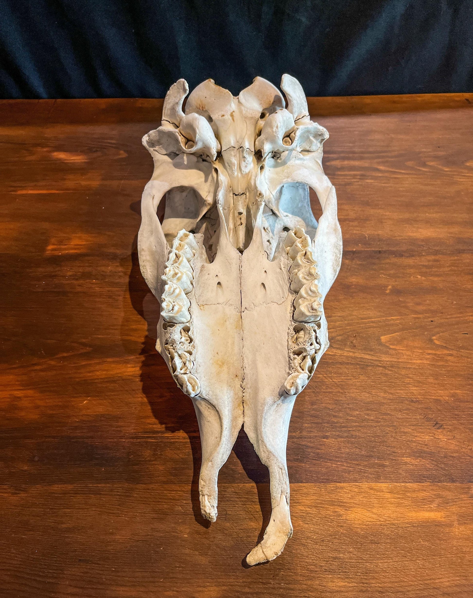 Real Cow Skull from Farm Field. Old, Clean Skull from Cattle Farm.