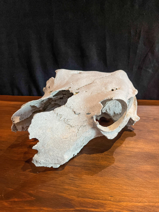 Real Cow Skull from Farm Field. Old, Clean Skull