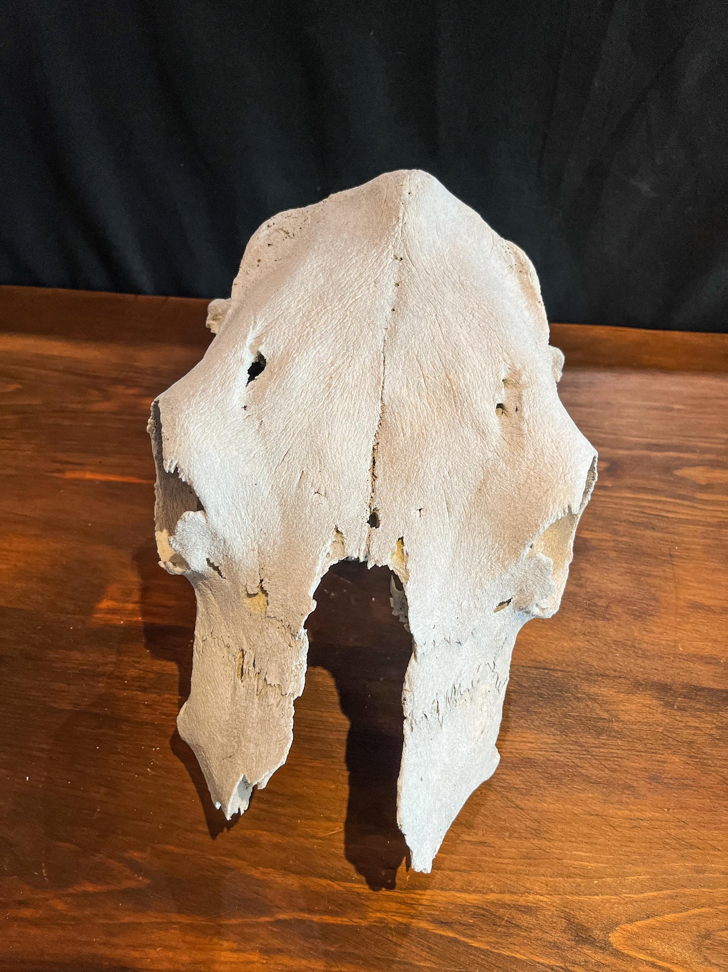 Real Cow Skull from Farm Field. Old, Clean Skull from Cattle Farm.