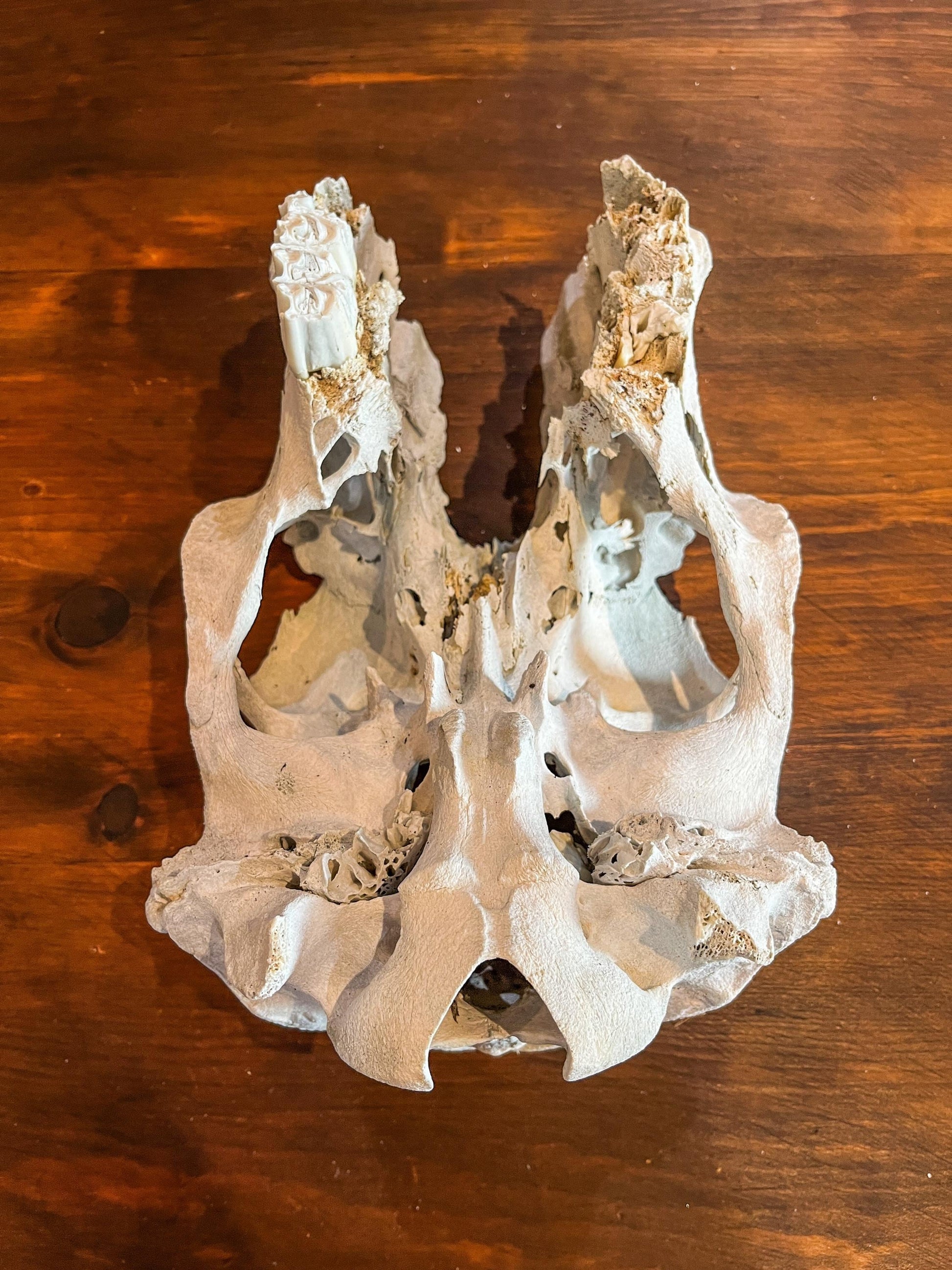 Real Cow Skull from Farm Field. Old, Clean Skull from Cattle Farm.