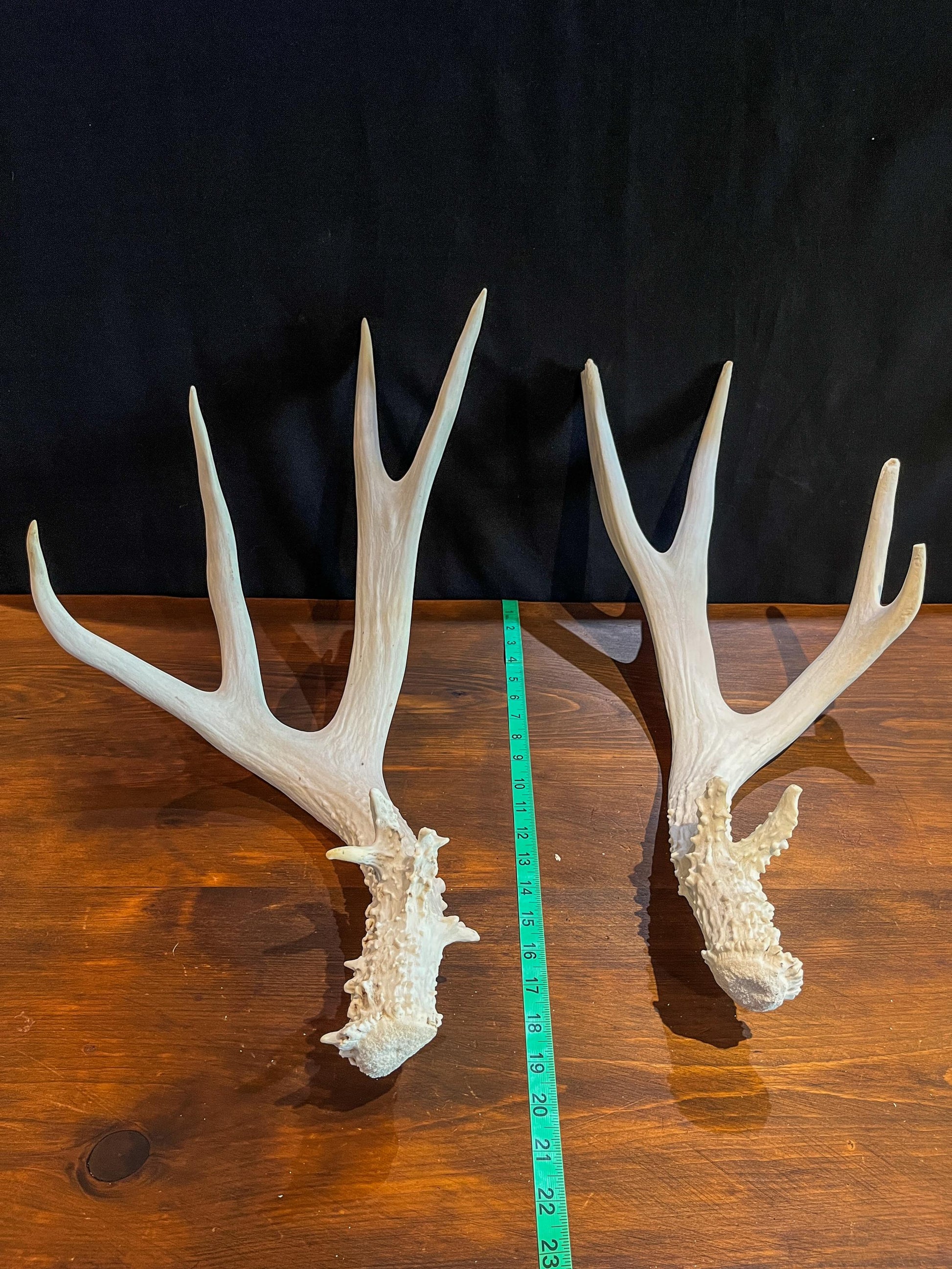 Mule deer antler pair. Classic Canadian Mule Deer Antlers. Horns, Crafting. Decor