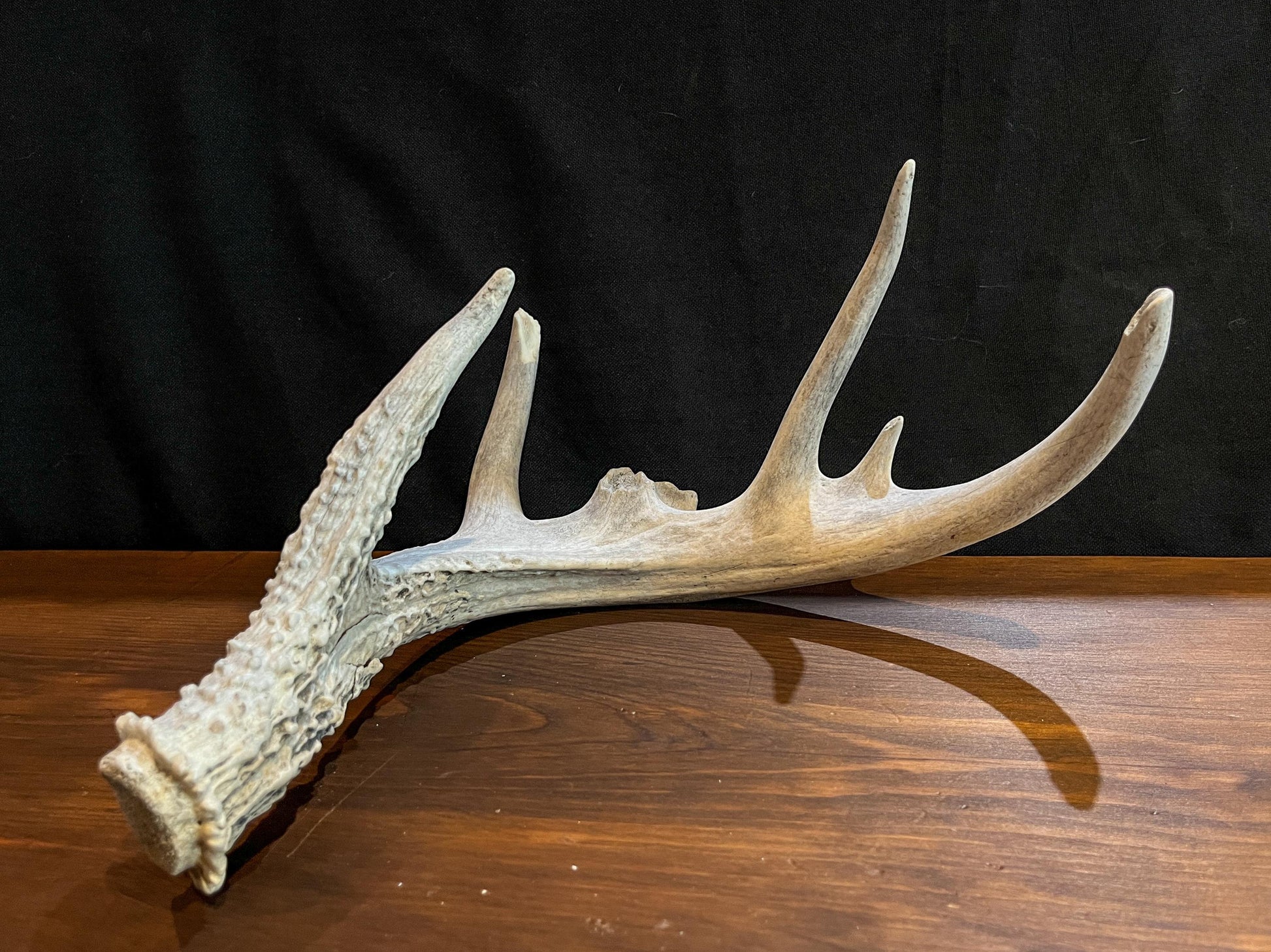 Deer Antler - Old White-tailed deer Antler. Weathered, Rustic Decor. Wild deer antler for decor, design, crafting and more