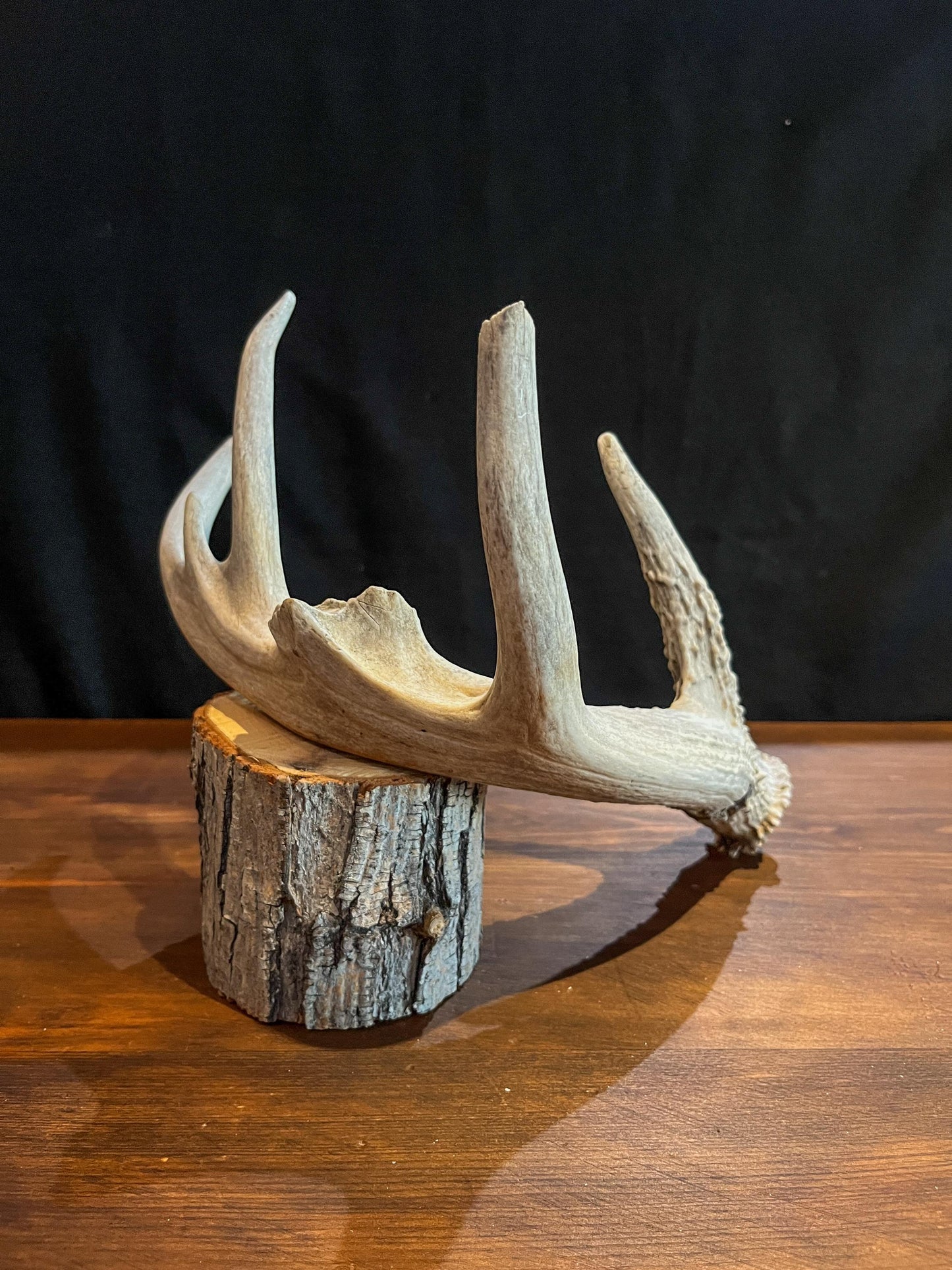 Deer Antler - Old White-tailed deer Antler. Weathered, Rustic Decor. Wild deer antler for decor, design, crafting and more