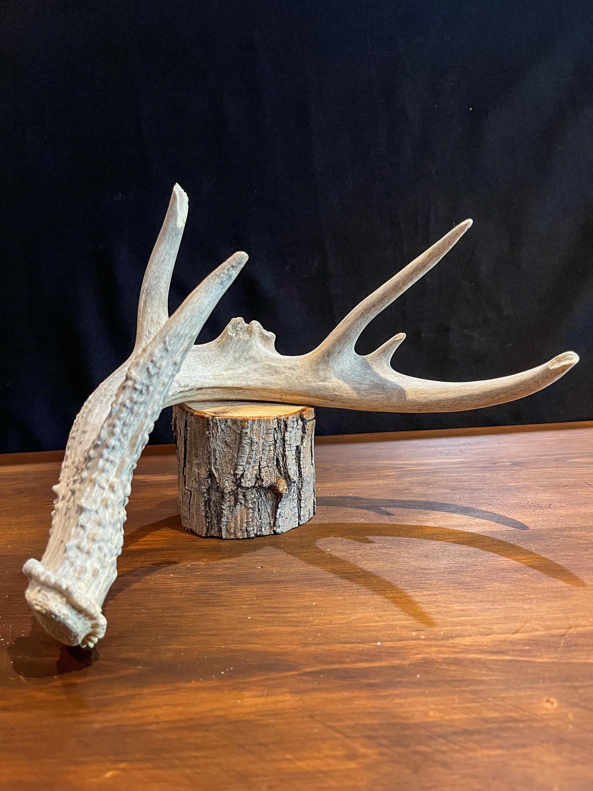 Deer Antler - Old White-tailed deer Antler. Weathered, Rustic Decor. Wild deer antler for decor, design, crafting and more