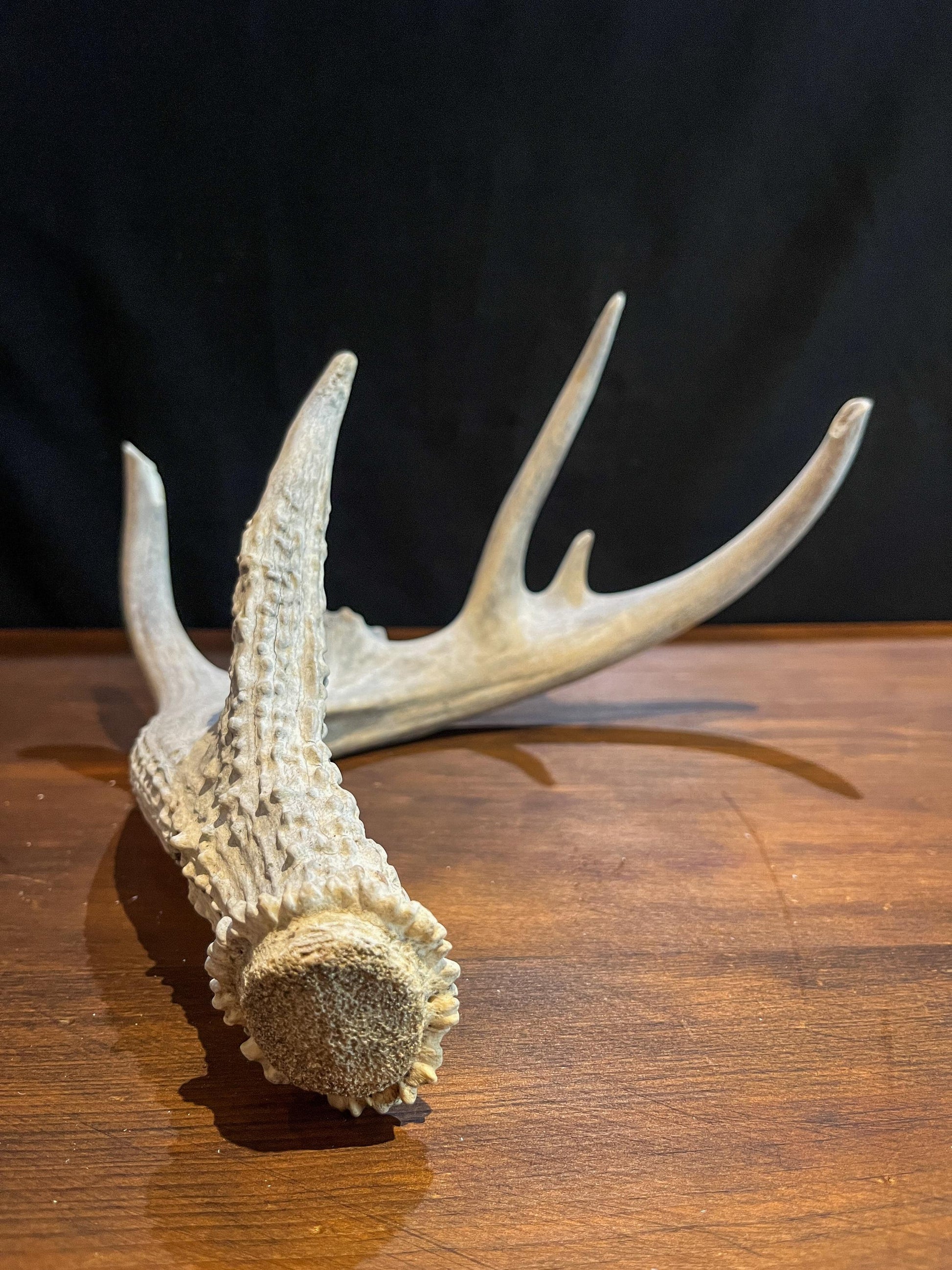 Deer Antler - Old White-tailed deer Antler. Weathered, Rustic Decor. Wild deer antler for decor, design, crafting and more