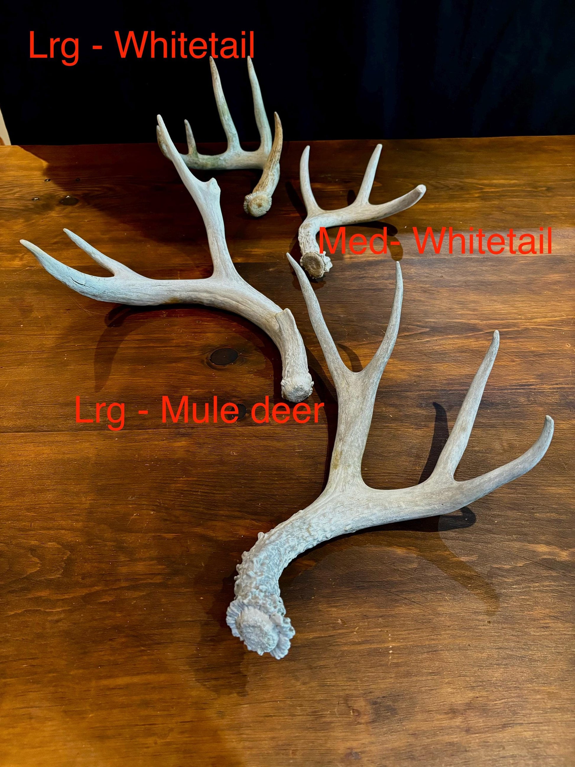 Deer Antlers (Poor Quality) - "Chalk Antlers". For Decorations, Crafting, and Much More