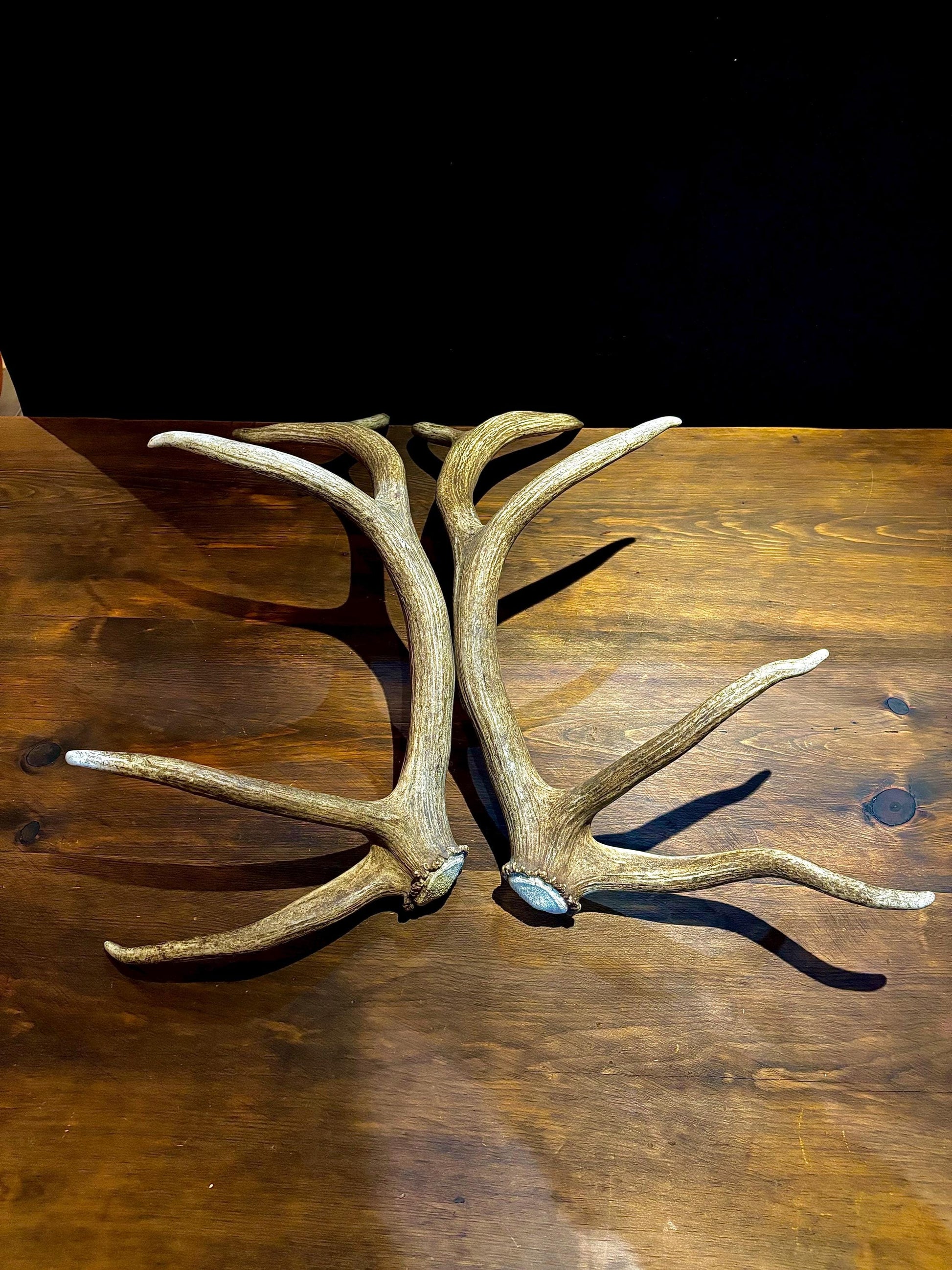 Canadian Bull Elk Antler Set! Decorations, Crafting, Collections, Table Centerpieces and more!