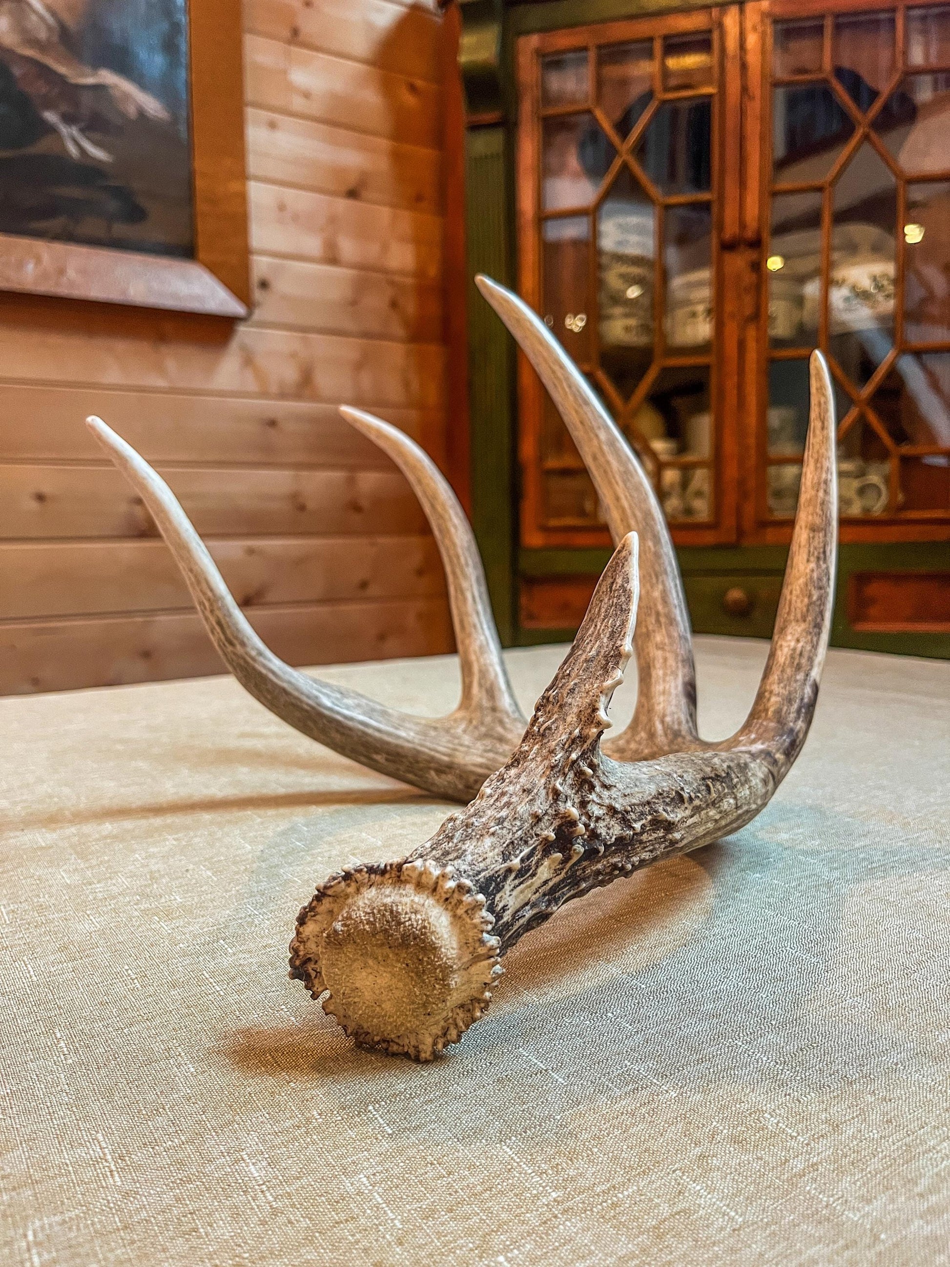 Magnificent White-tailed deer Antler - with huge “G3”. Extremeley fresh, perfect for crafting, design, decor and more!