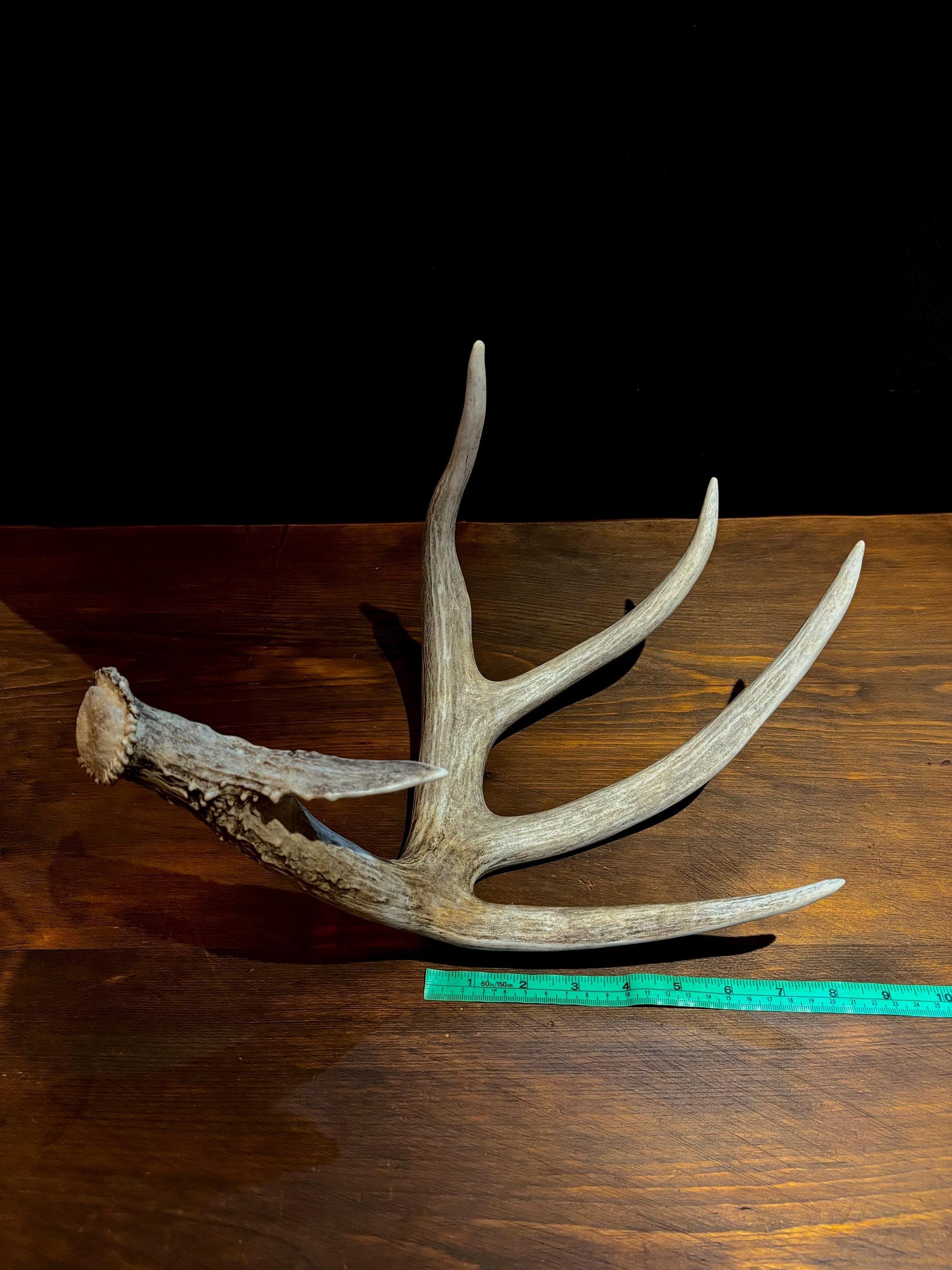Magnificent White-tailed deer Antler - with huge “G3”. Extremeley fresh, perfect for crafting, design, decor and more!