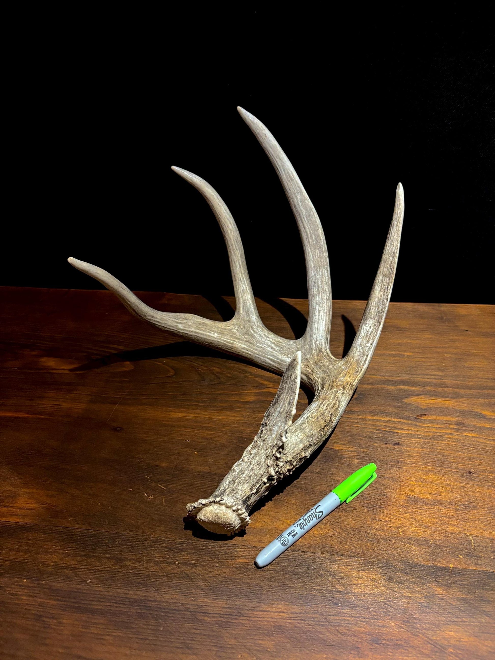 Magnificent White-tailed deer Antler - with huge “G3”. Extremeley fresh, perfect for crafting, design, decor and more!