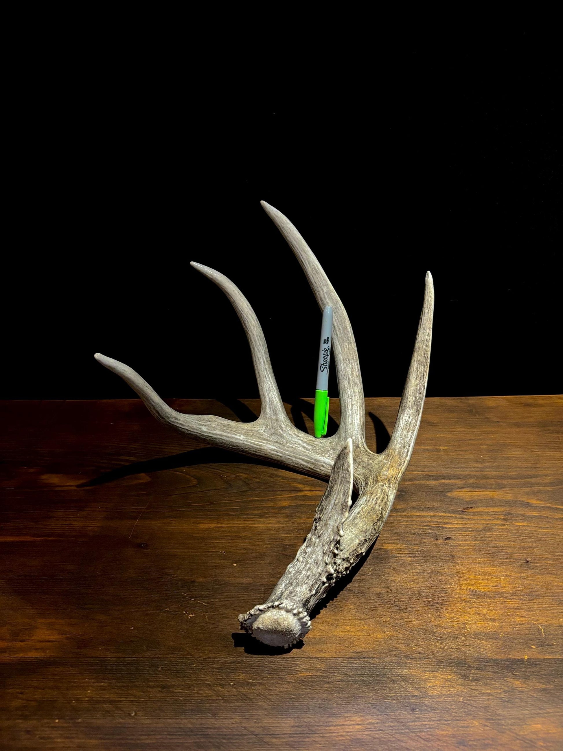 Magnificent White-tailed deer Antler - with huge “G3”. Extremeley fresh, perfect for crafting, design, decor and more!