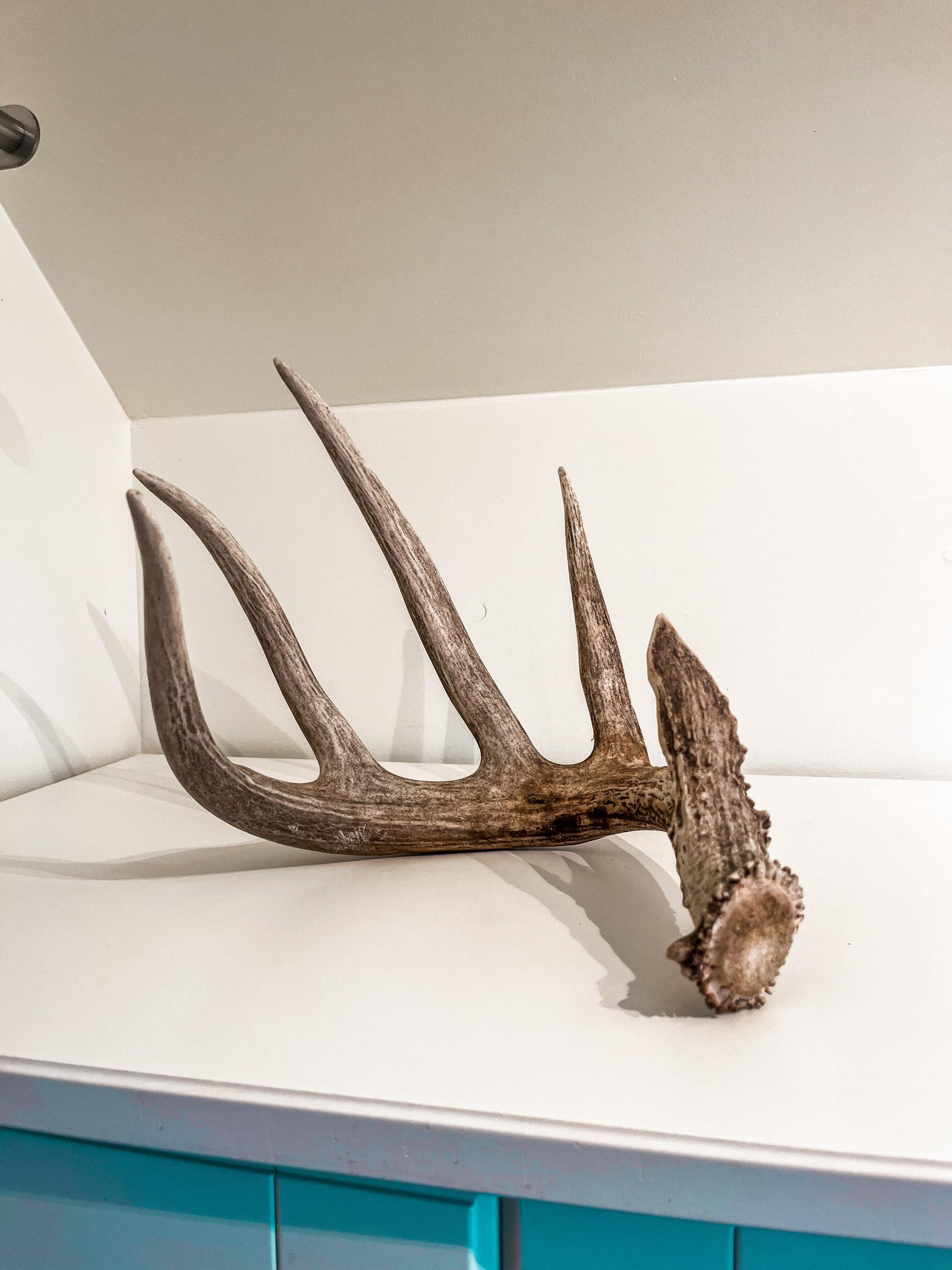 Magnificent White-tailed deer Antler - with huge “G3”. Extremeley fresh, perfect for crafting, design, decor and more!