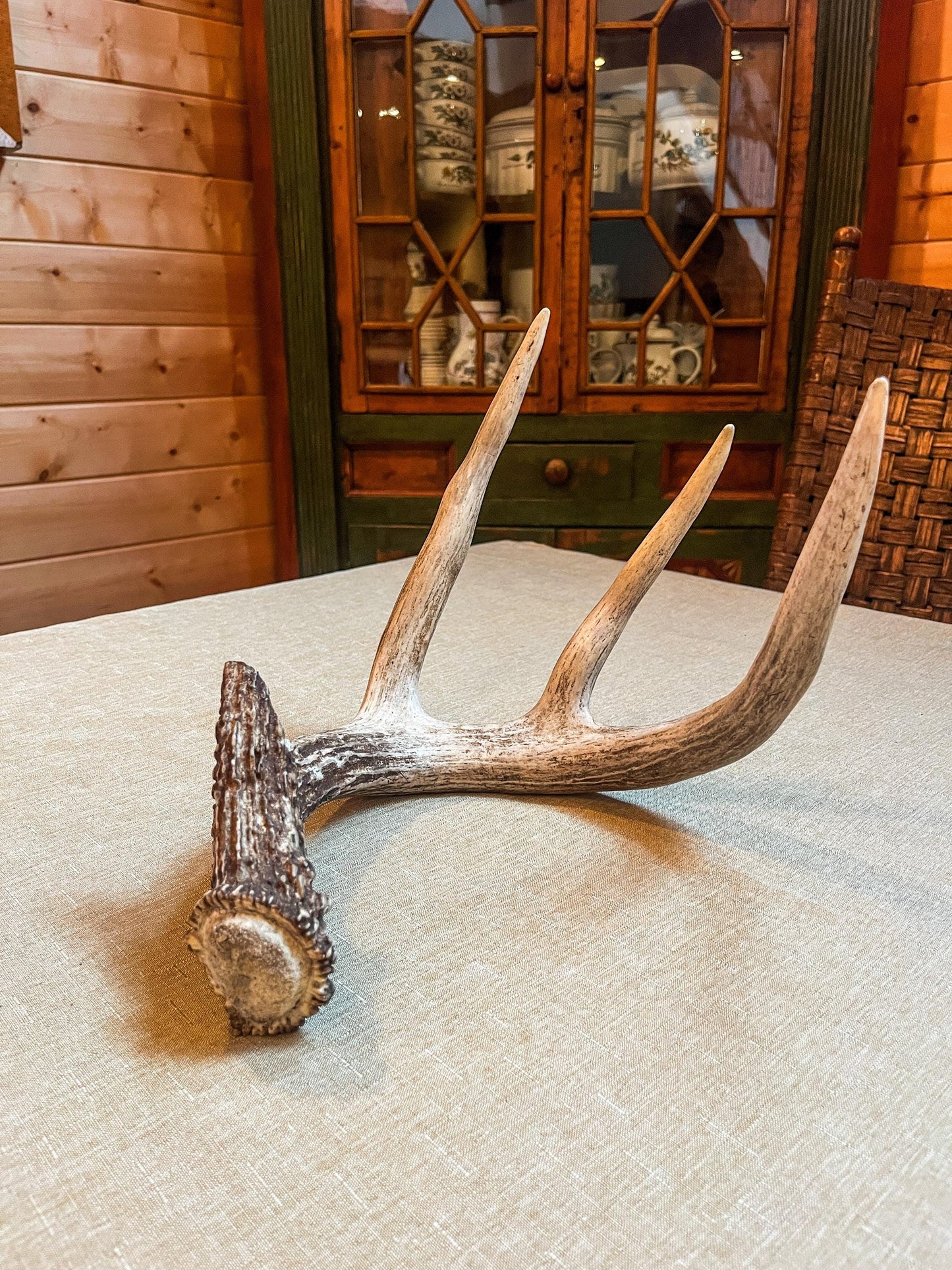 Large White-tailed deer Antler - 4 Points with broken browtine. Extremeley fresh, perfect for crafting, design, decor and more!