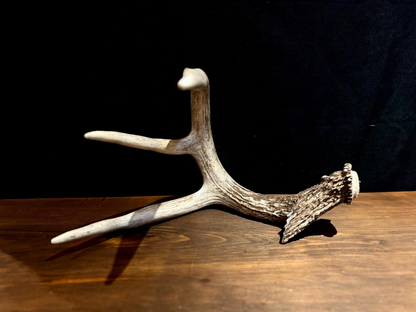 Large White-tailed deer Antler - 4 Points with broken browtine. Extremeley fresh, perfect for crafting, design, decor and more!