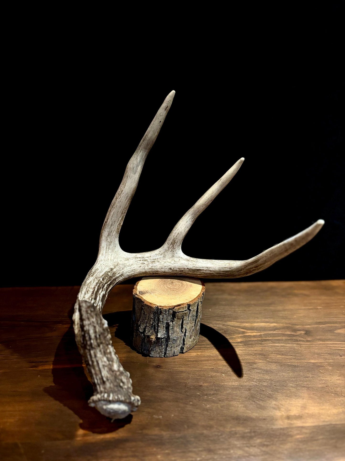 Large White-tailed deer Antler - 4 Points with broken browtine. Extremeley fresh, perfect for crafting, design, decor and more!