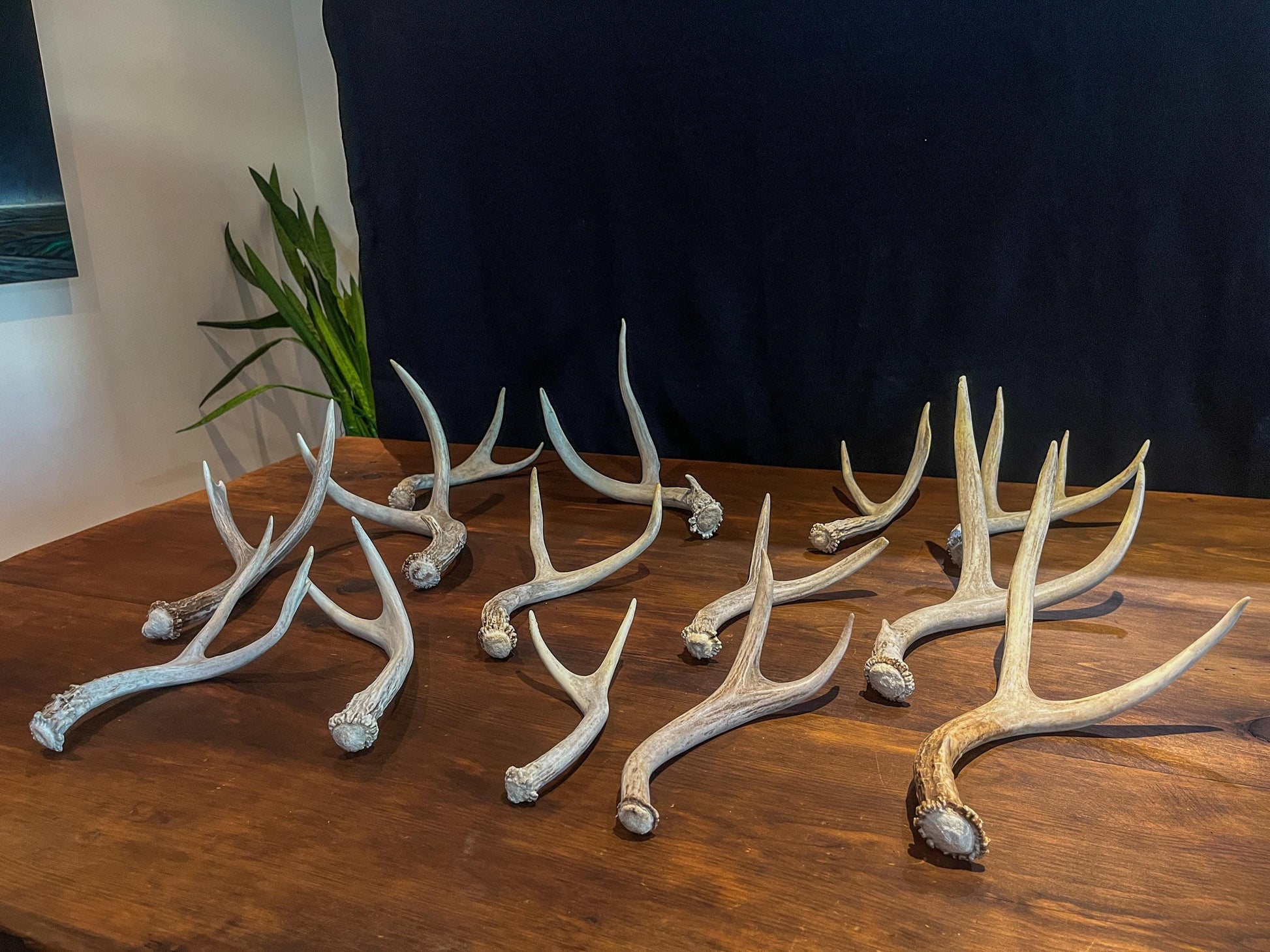 Small White-tail and Mule Deer Antlers. ANY SIZE. Crafting, Decorations and So Much More. Highest Quality, Naturally Shed